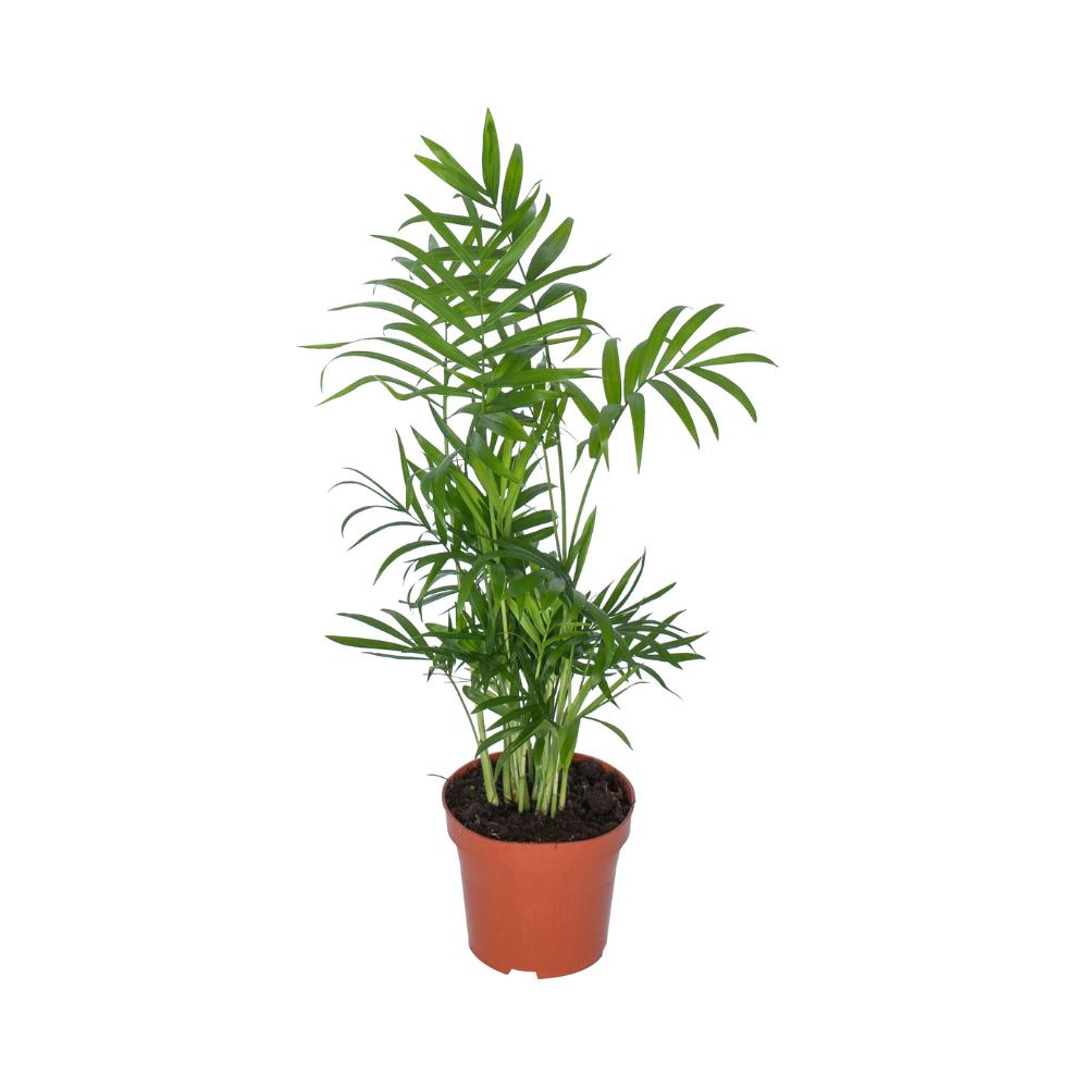 Mexikanische Bergpalme - Chamaedorea Elegans - Ø12cm - ↕50cm