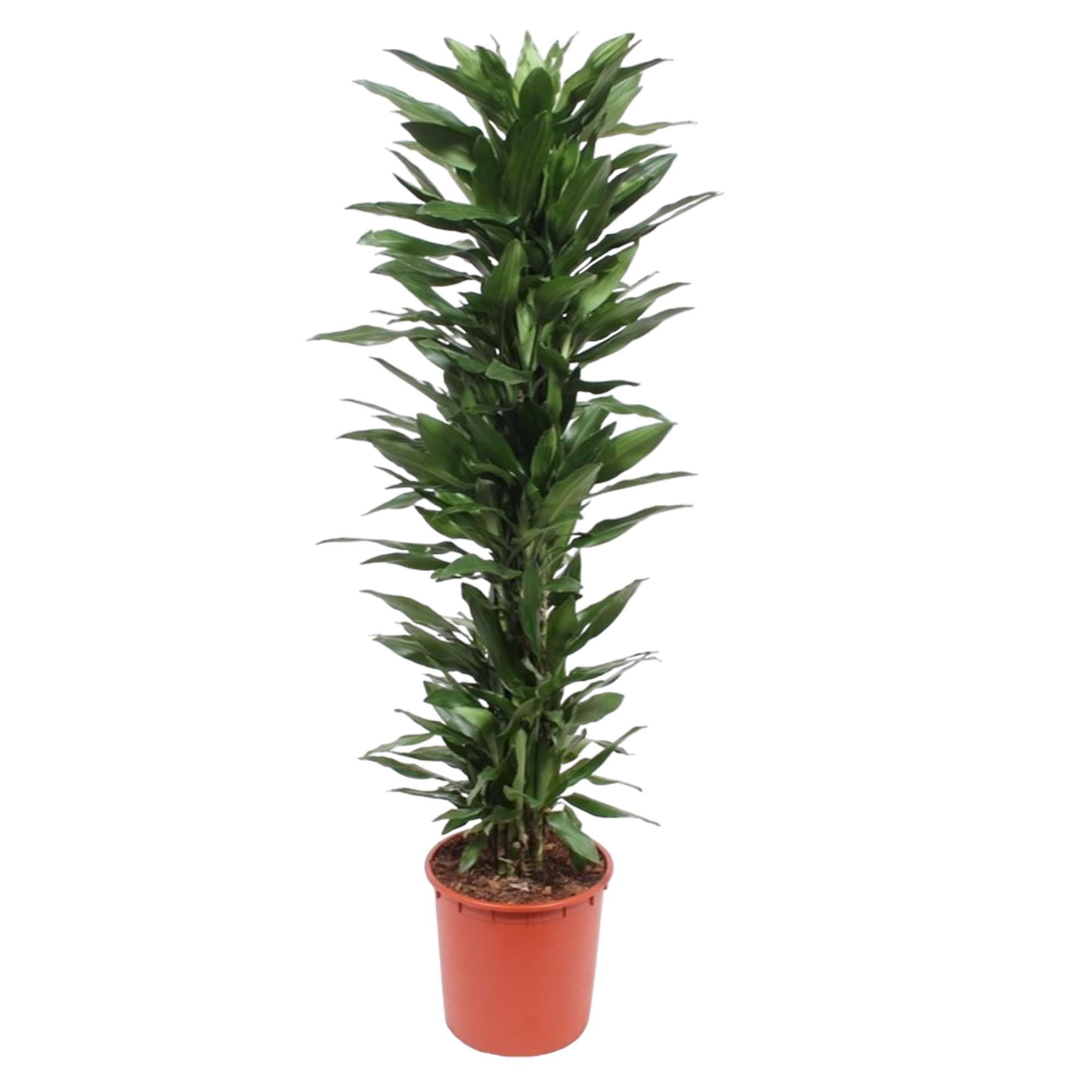 Drachenbaum Janet Lind - Dracaena Janet Lind - 170 cm - ø34