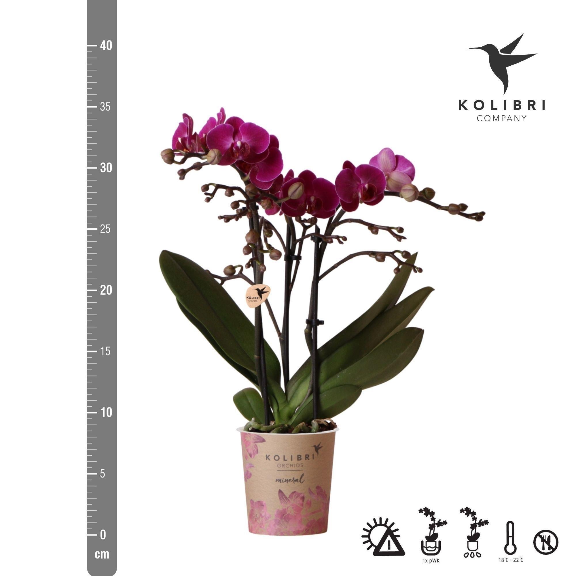 Kolibrie-orchideeën | Paarse Phalaenopsis Orchidee - Morelia - potmaat Ø9cm | bloeiende kamerplant - vers van de veredelaar