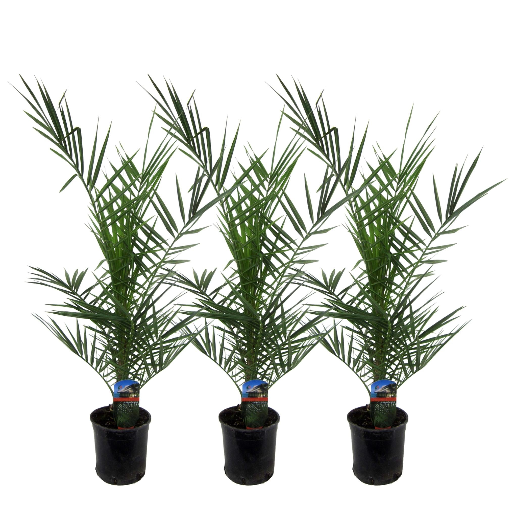 Phoenix Canariensis Kanarische Dattelpalme - 80 cm - Ø15 3 Stück