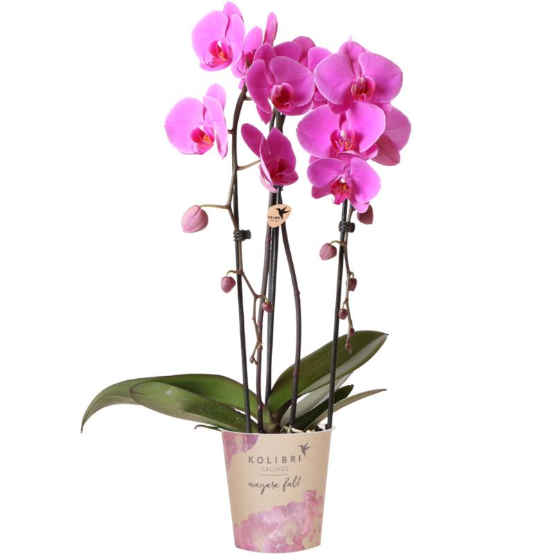 Orchidee rosa Phalaenopsis Orchidee - Niagara Fall - Topfgröße Ø12cm | blühende Zimmerpflanze - frisch vom Züchter