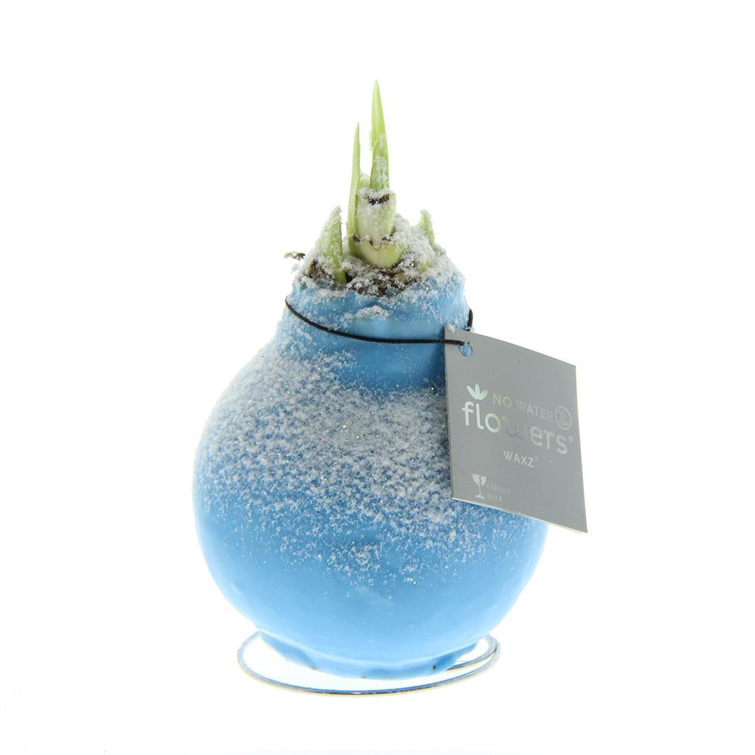 No Water Flowers® (wax amaryllis) | Waxz® Snow - Ice blue + Red flower