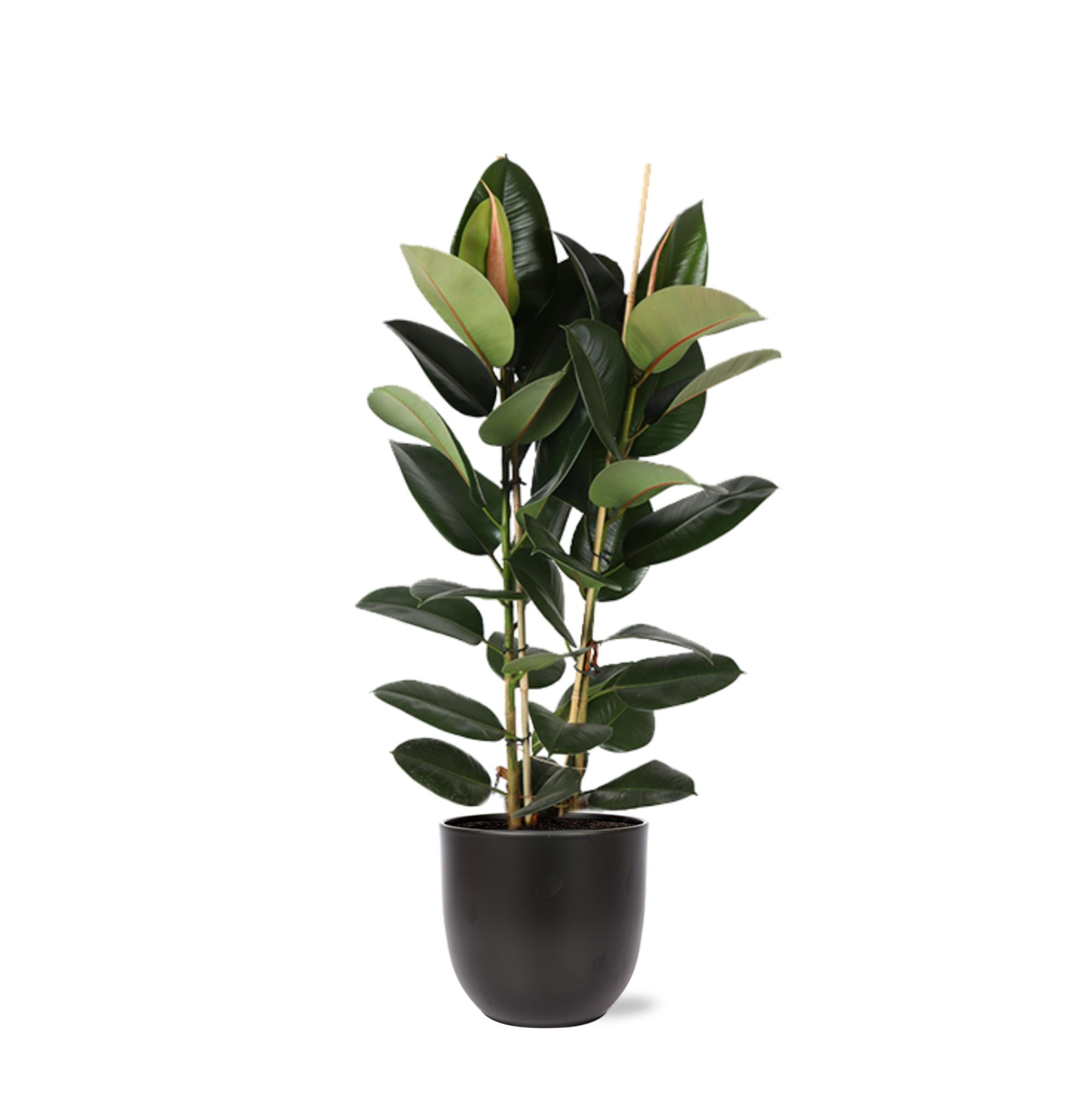 Gummibaum Ficus Elastica Robusta Ø24cm - ↕110cm in Boule ANTRACIET Topf