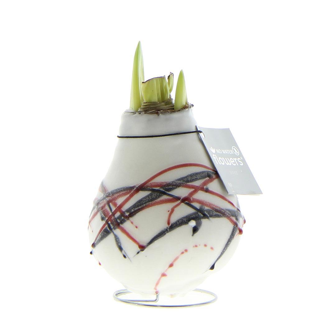 No Water Flowers® (wax amaryllis) | Waxz® Art van Gogh - White + Red flower