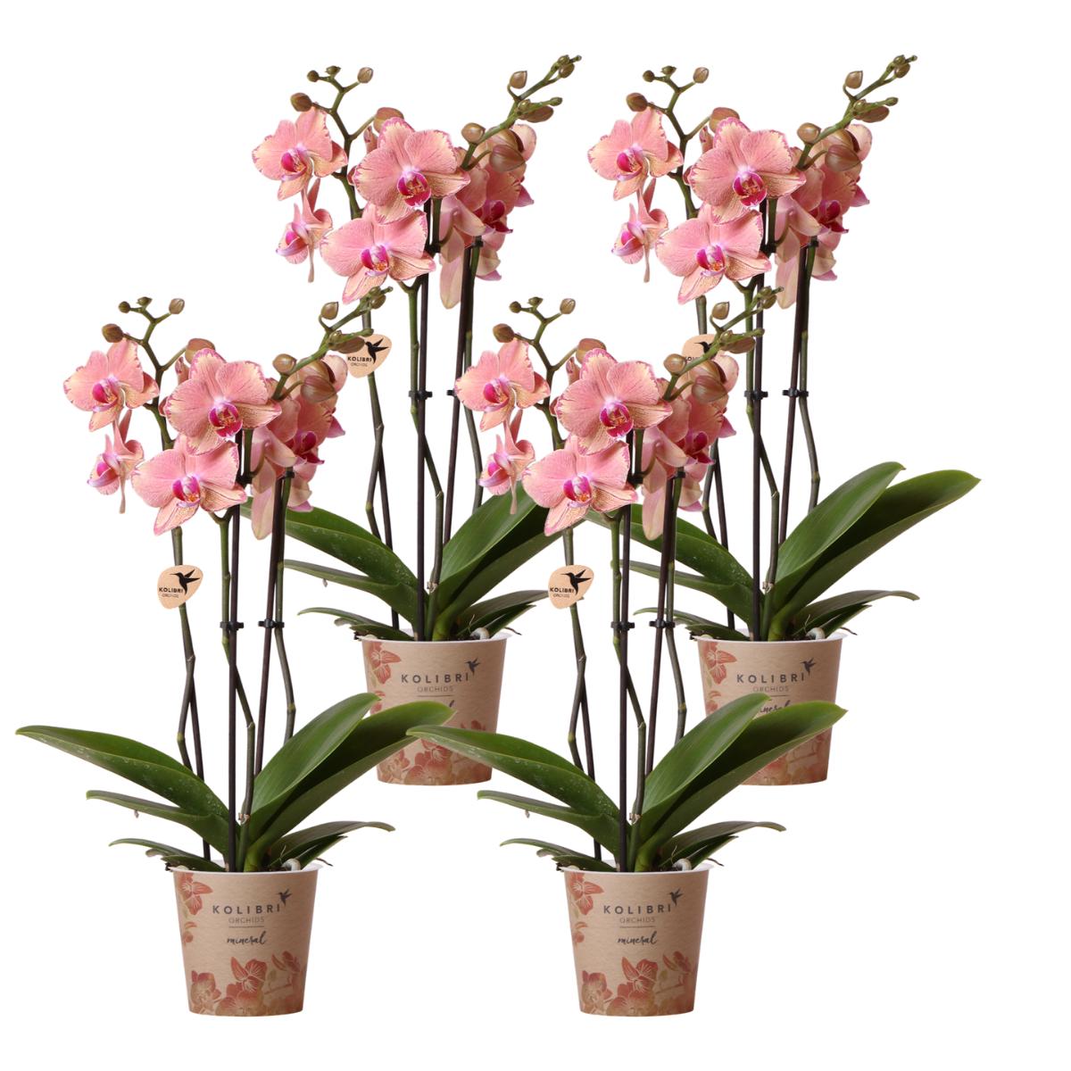 Orchidee 4 Phalaenopsis-Orchideen - Pirate Picotee - Topfgröße Ø12cm | Blühende Zimmerpflanze - Frisch vom Züchter