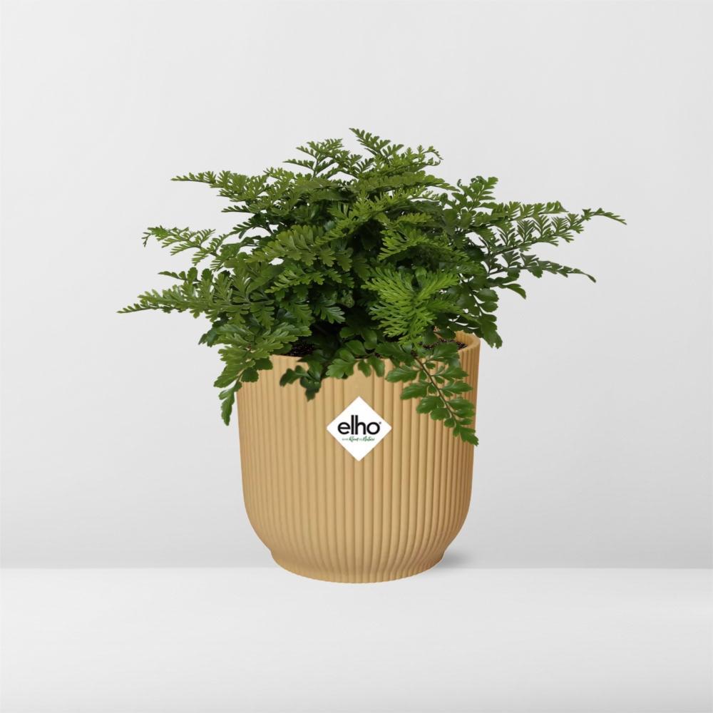 Vogelnestfarn - Asplenium Parvati in ELHO Vibes Fold 14cm Topf gelb