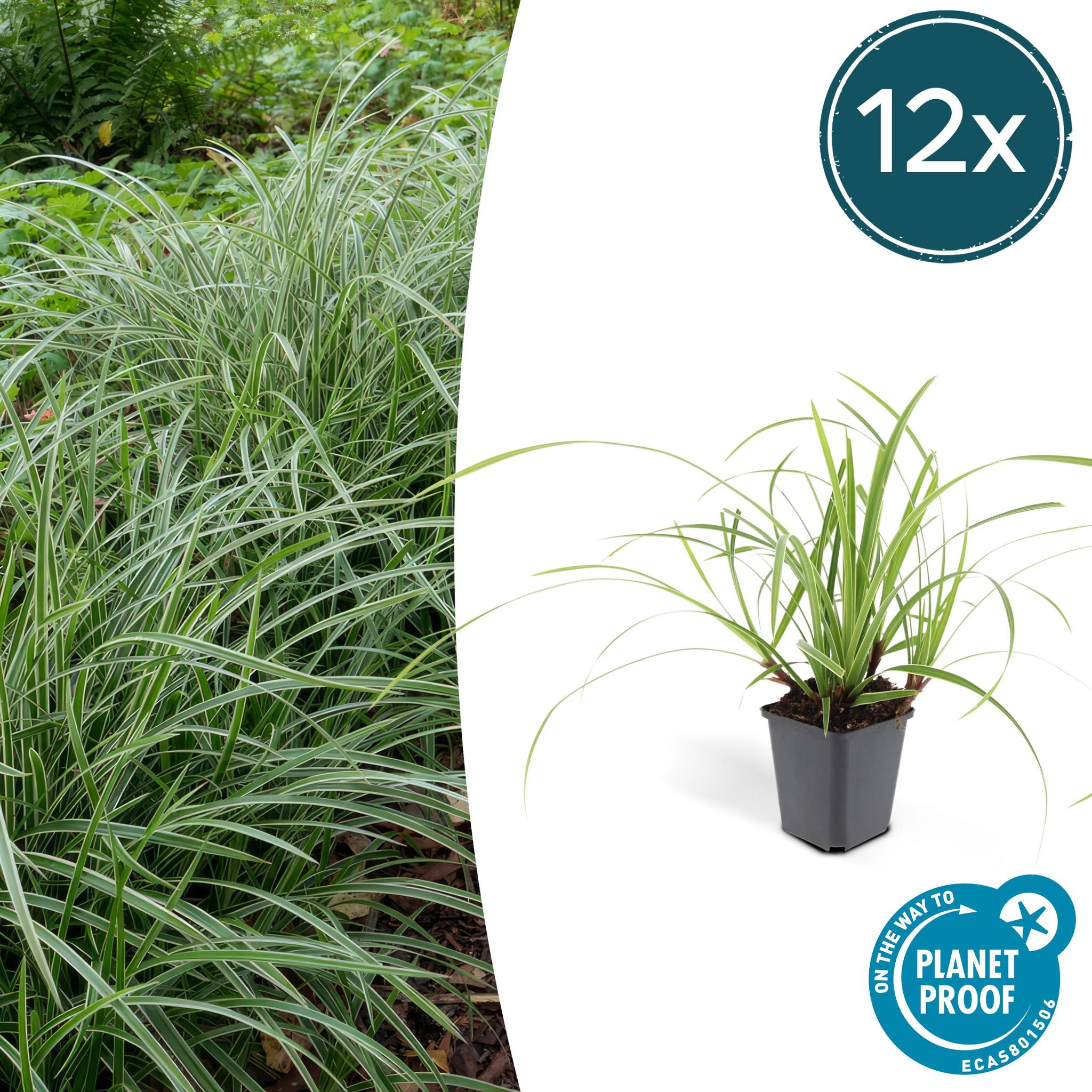 Ziergras - Carex morrowii 'Ice Dance' - ↕10-25cm - Ø9cm - 12 Stück