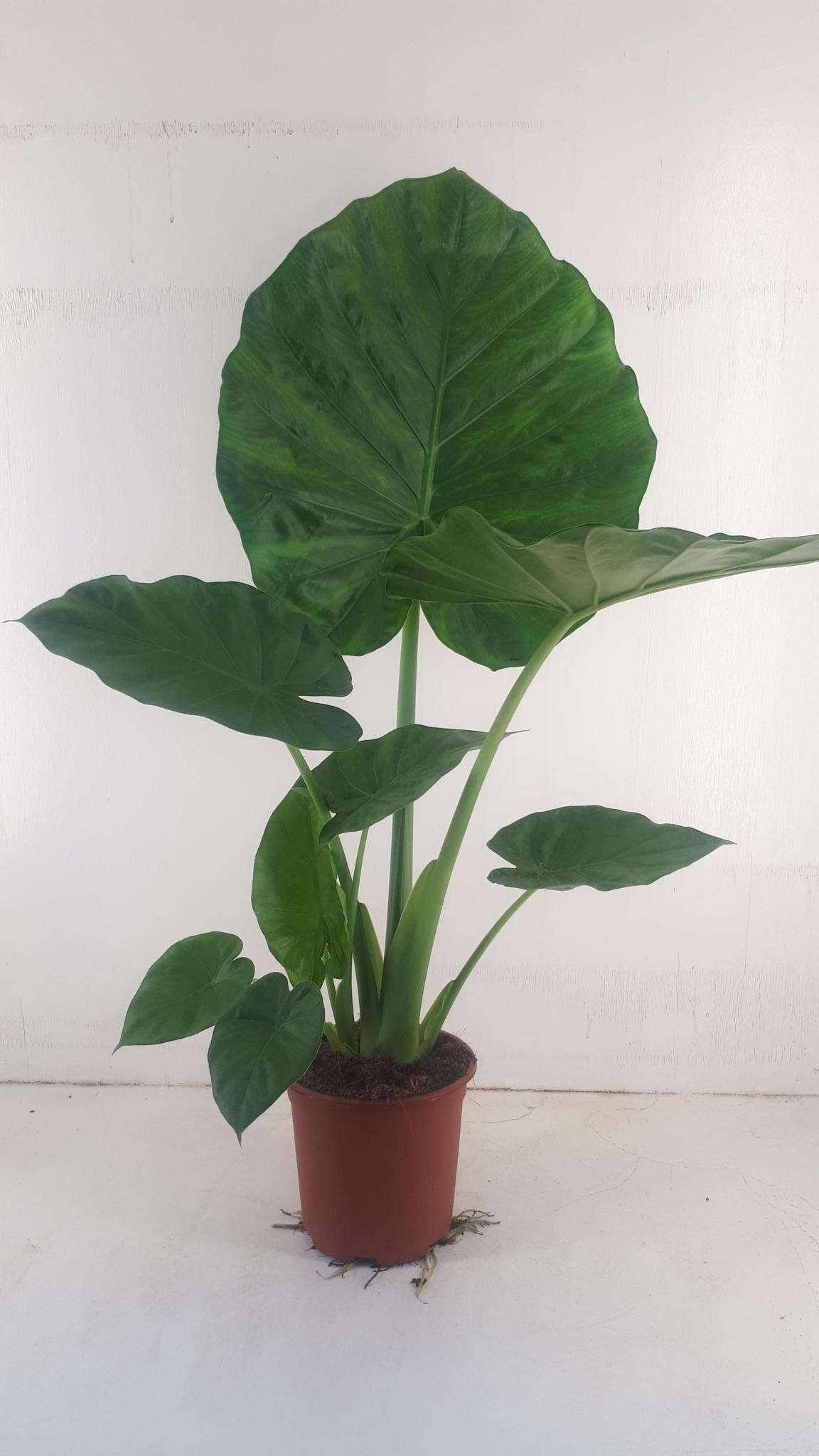 Elefantenohr - Alocasia Macrorrhiza - Ø19cm - ↕90cm