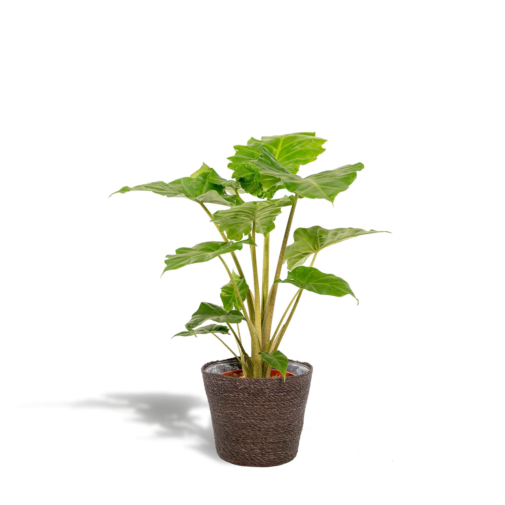 Alocasia Portodora - Ø21cm - ↕80cm + mand Igmar