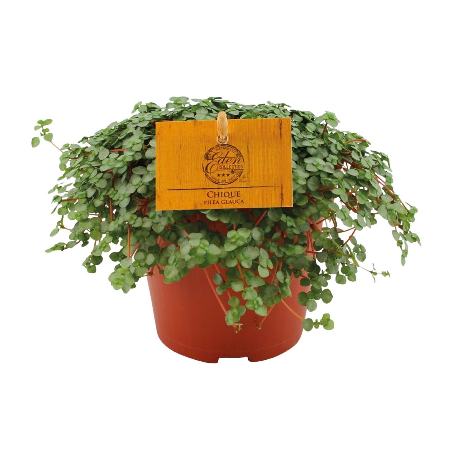 Pilea Glauca - Ø12cm - ↕20cm