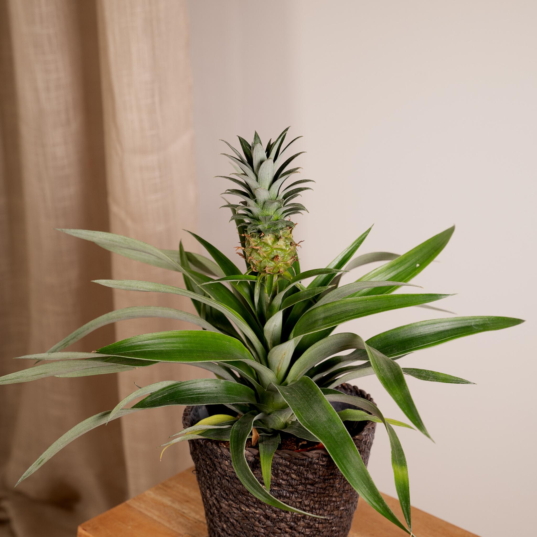 Ananaspflanze Bromelia - 2 Stücke - Ø12cm - ↕30cm