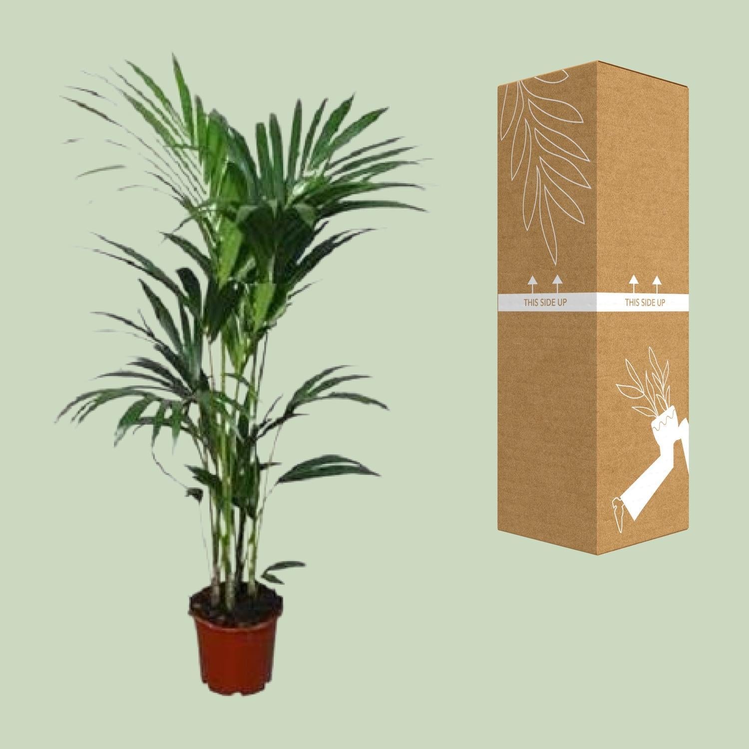 Kentia Palme - Howea Forsteriana - Ø21cm - ↕120cm - Ø24 - ↨120cm