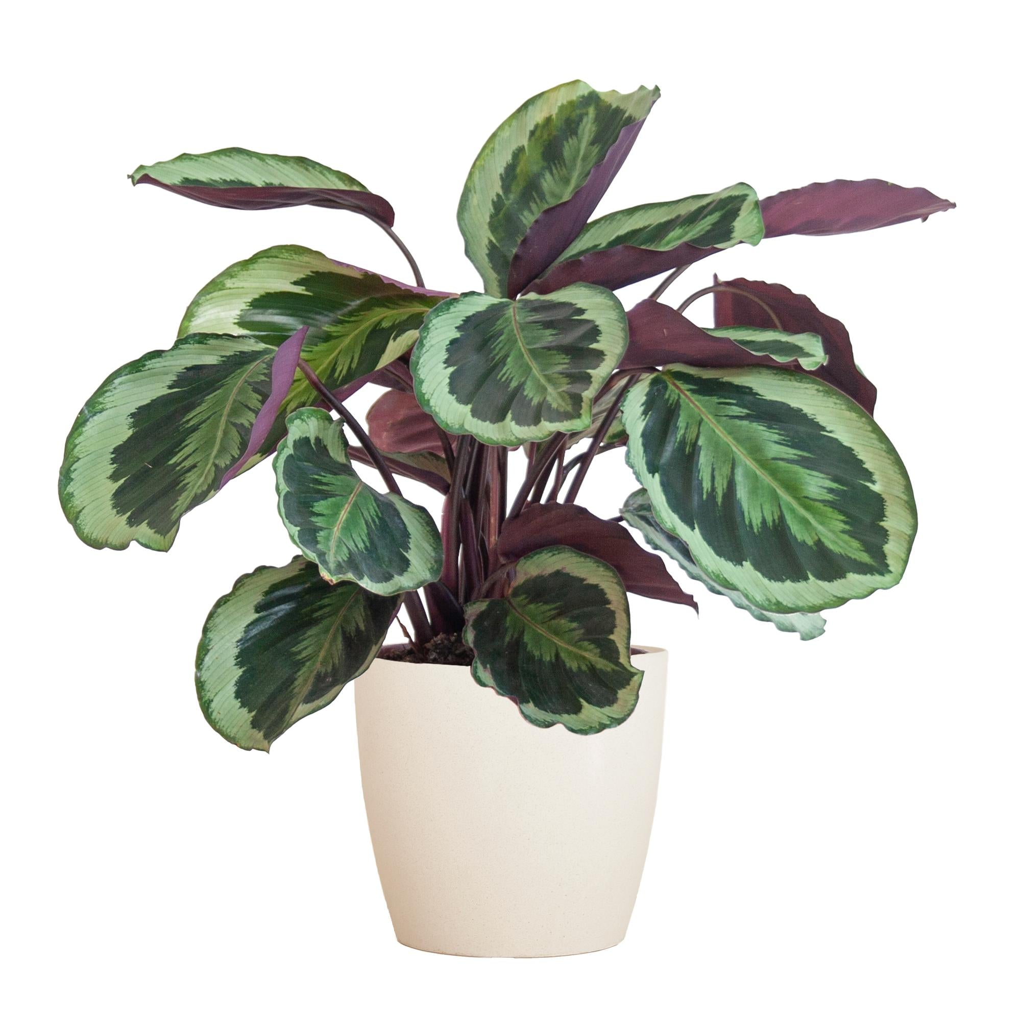 Pfauenpflanze - Calathea Medaillon mit Viber Topf weiß - 65cm - Ø21