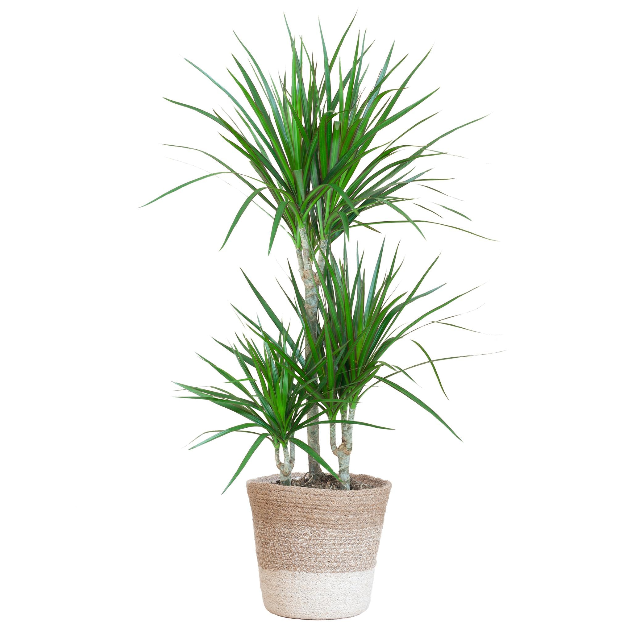 Drachenbaum Marginata - Dracaena Marginata mit bunten Lissabon-Korb - 95 cm - Ø21