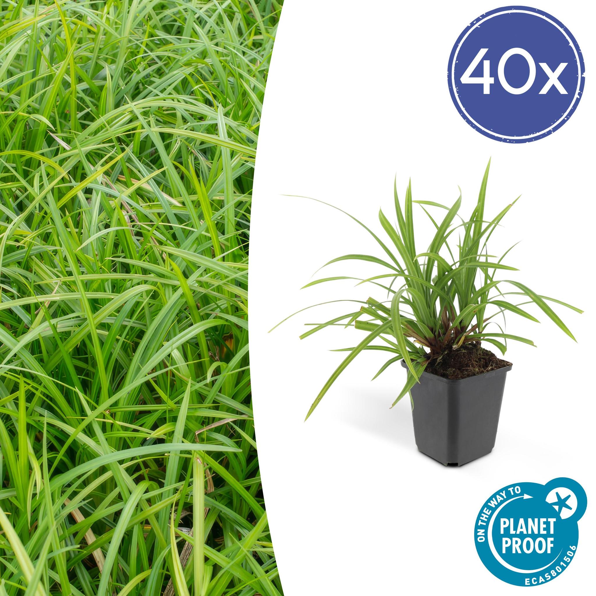 Ziergras - Carex morrowii 'Irish Green' - ↕10-25cm - Ø9cm - 40 Stück