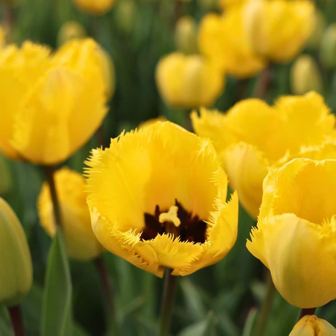 Tulpe Crystal Star - 15 Blumenzwiebeln - Größe 12+