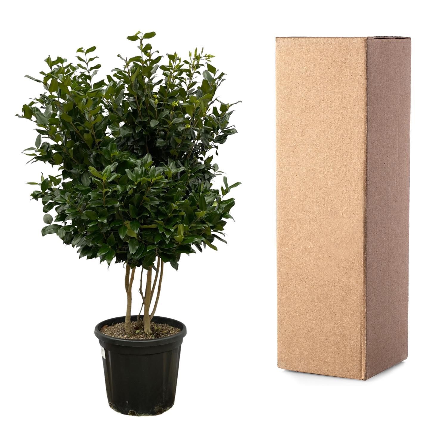 Ligustrum Texano - 160 cm - Ø40cm