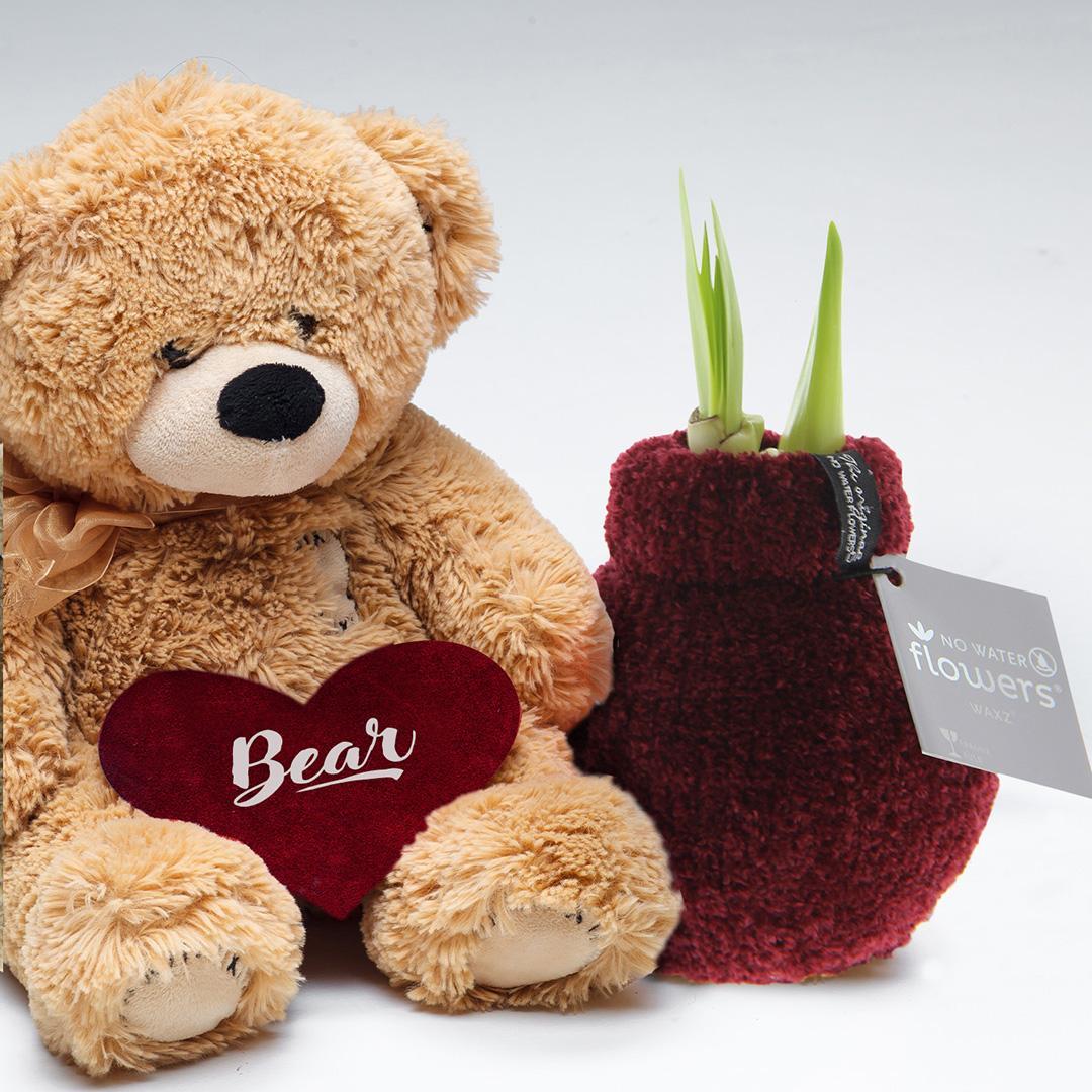 No Water Flowers® (wax amaryllis) | Fashionz Cozy Teddy - Bordeaux + Red flower