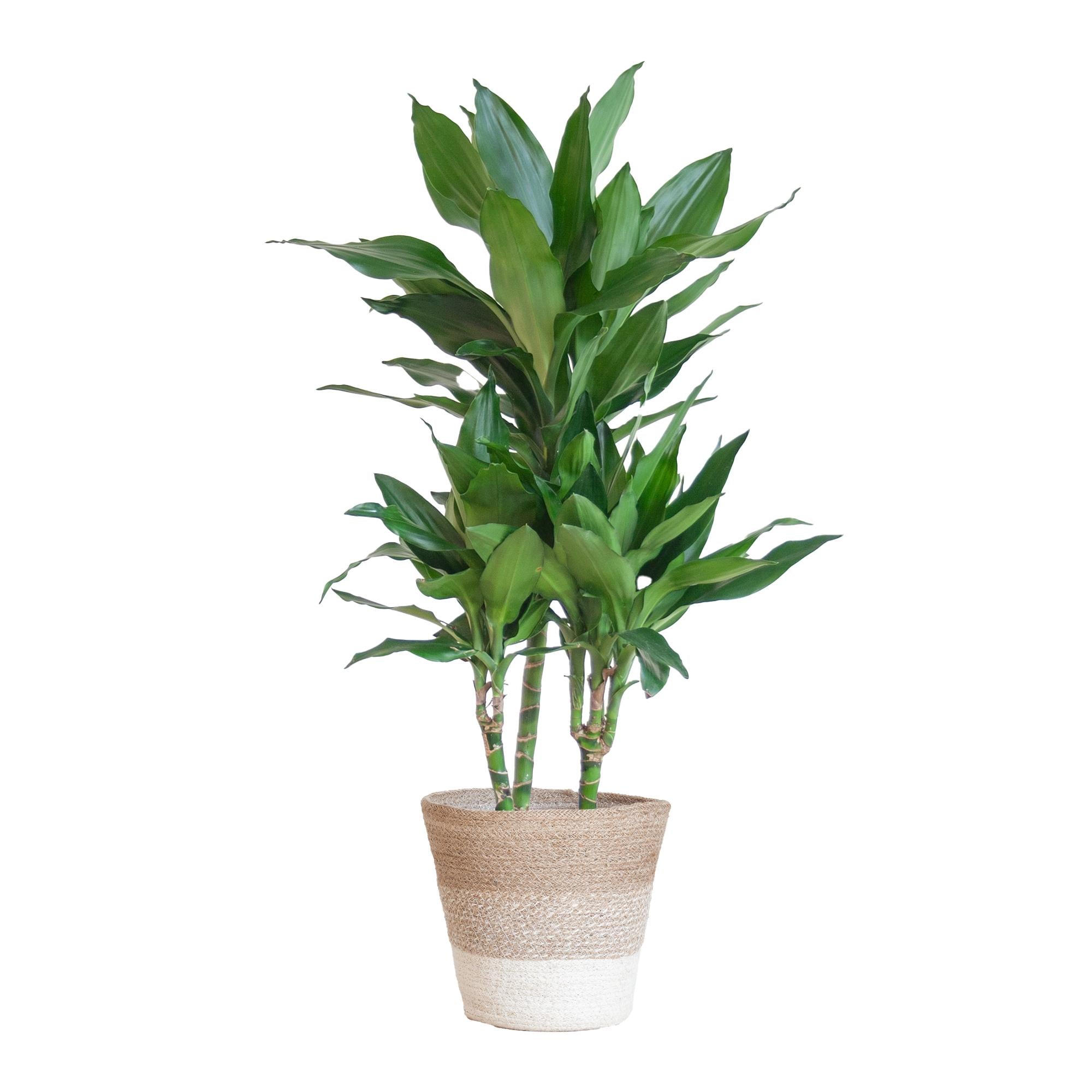 Drachenbaum - Dracaena Janet Lindt mit Pflanzkorb Lissabon weiß  - 95cm - Ø21