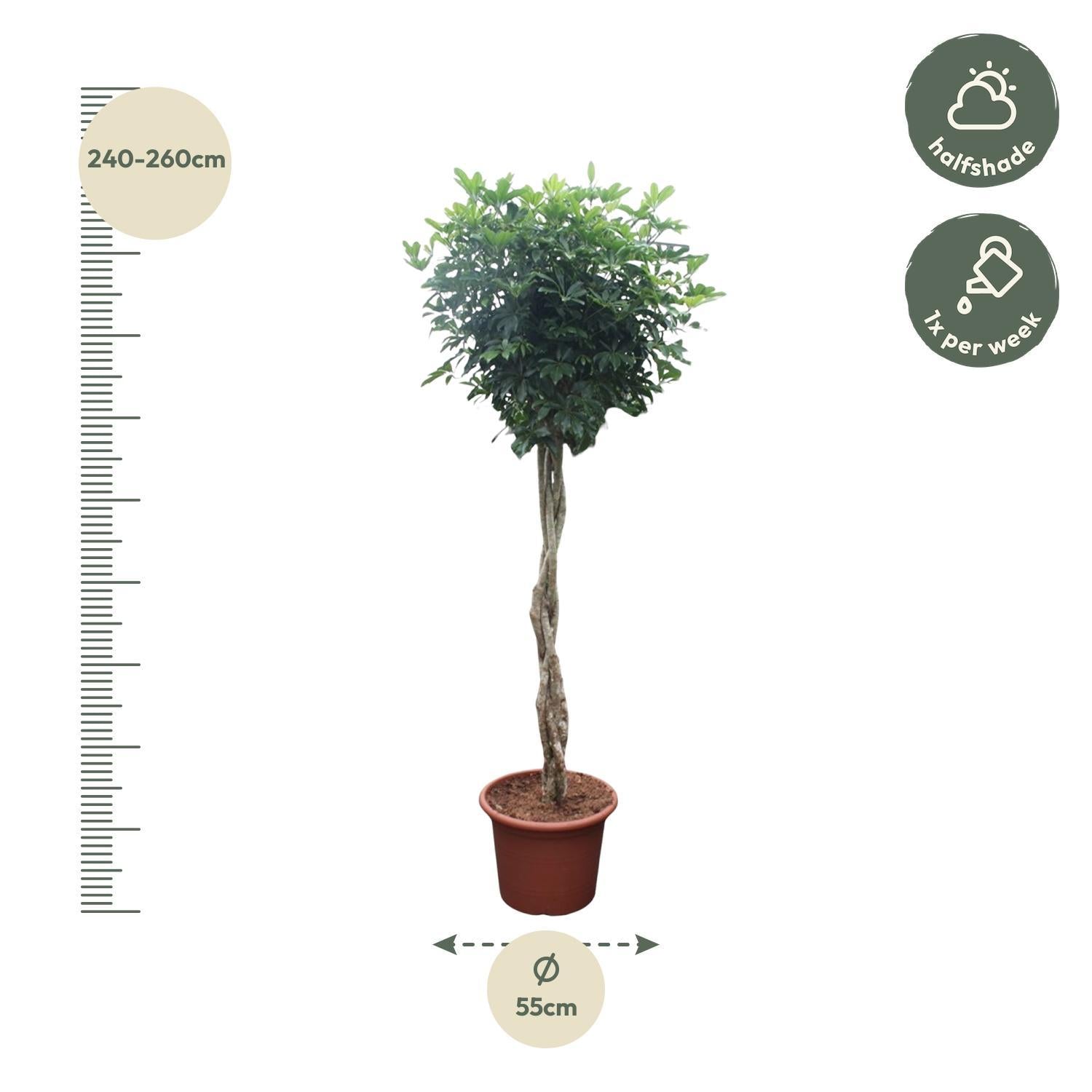 Schefflera Arboricola Compacta gevlochten stam - 250 cm - ø55