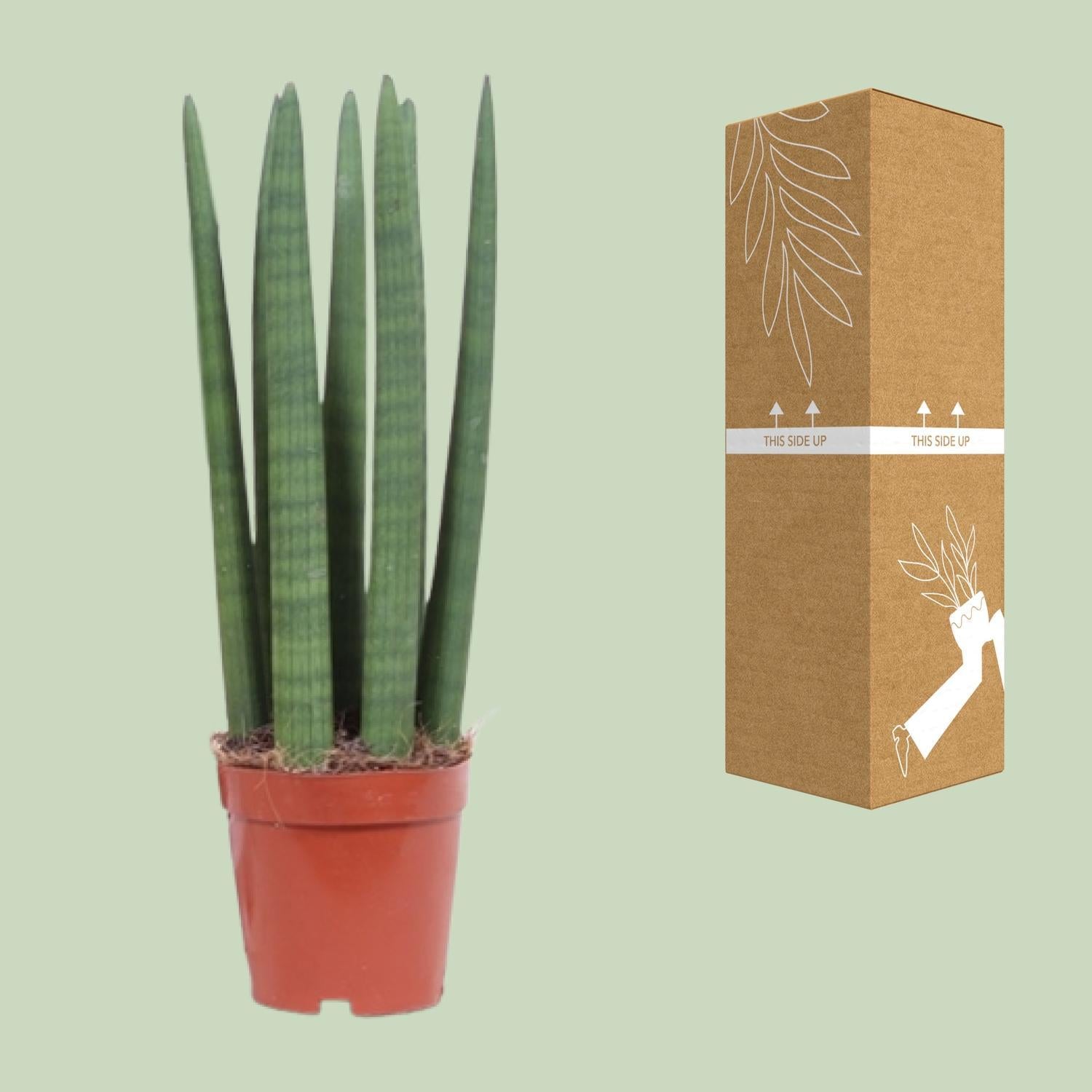 Sansevieria Straight - Ø12cm - ↕40cm