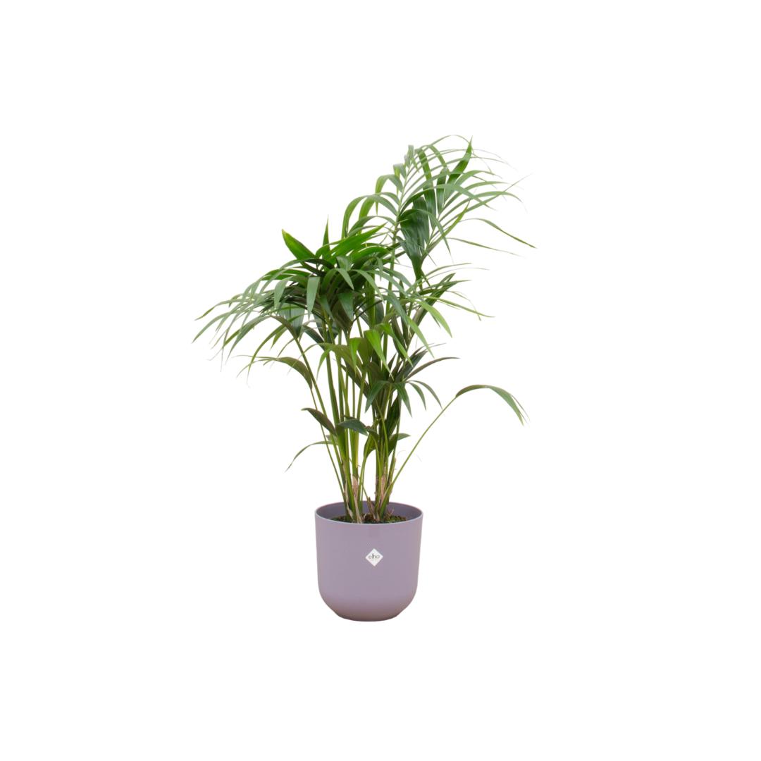 Kentia Palme inklusive elho Jazz Round Topf lila Ø26 - 130 cm