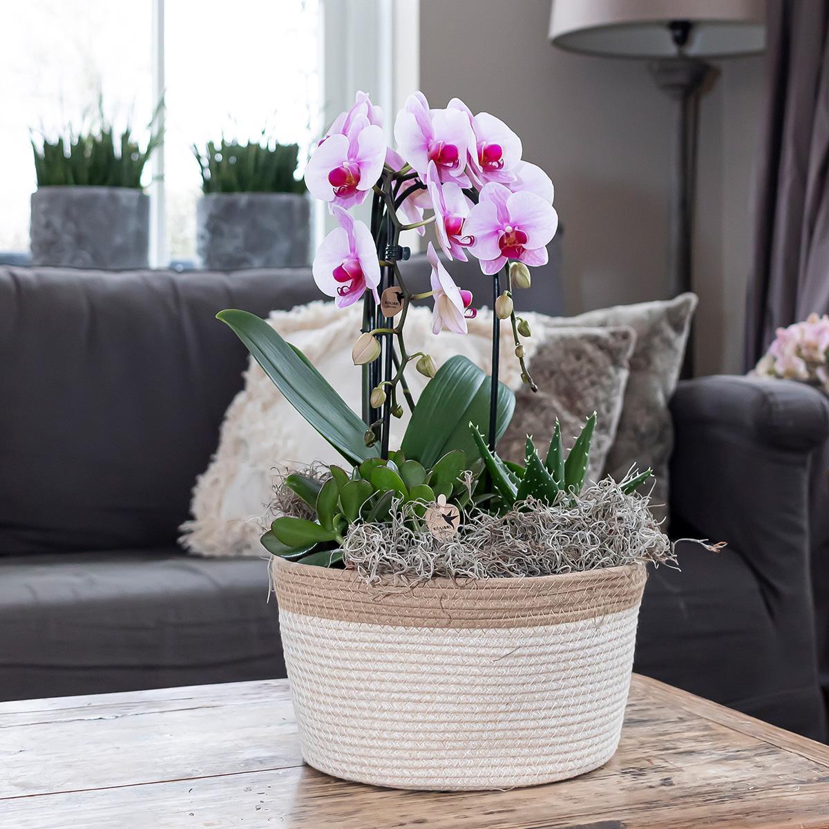 Kolibrie-orchideeën | roze Phalaenopsis orchidee - Niagara Fall - potmaat Ø12cm | bloeiende kamerplant - vers van de veredelaar