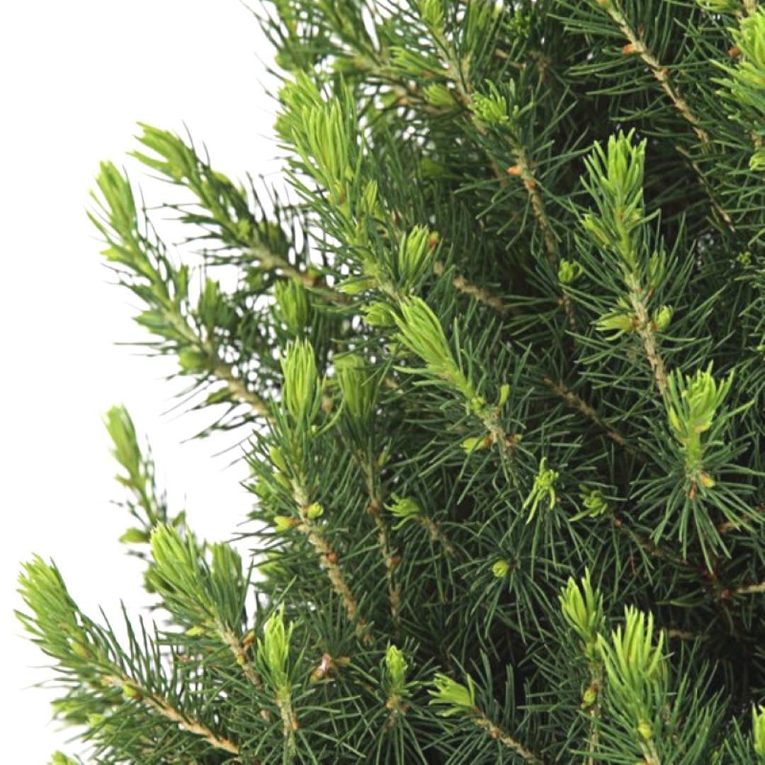 Kleiner Weihnachtsbaum in Xmas Sack blau - 70 cm - Picea Glauca Conica - Standalone