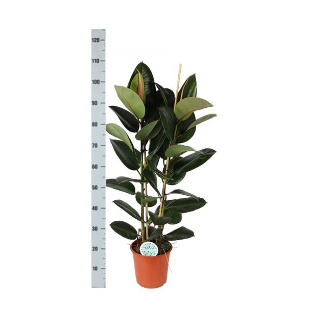 Gummibaum Ficus Elastica Robusta Ø24cm - ↕110cm in Era Topf weiß