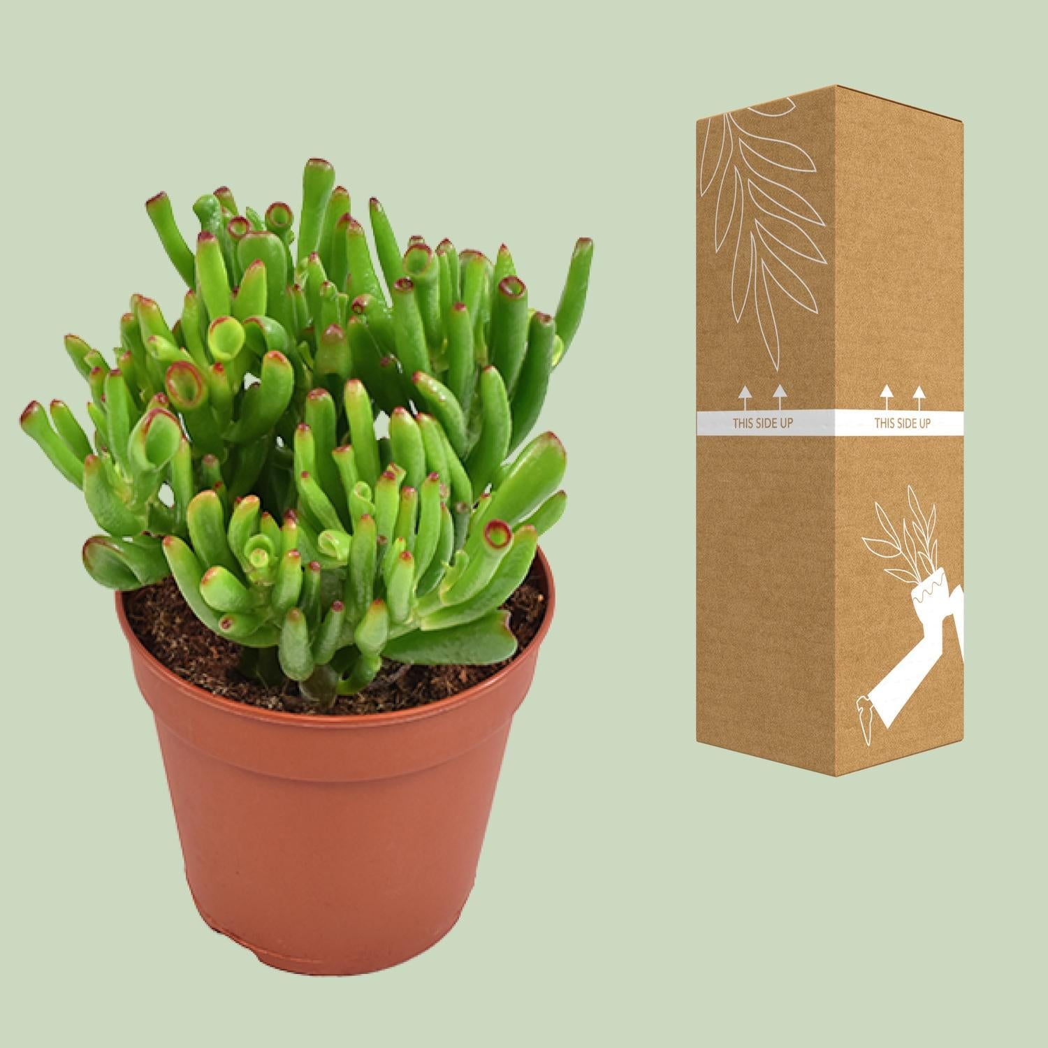 Gummibaum - Crassula Ovata Hobbit - Jadepflanze - Ø12cm - ↕23cm