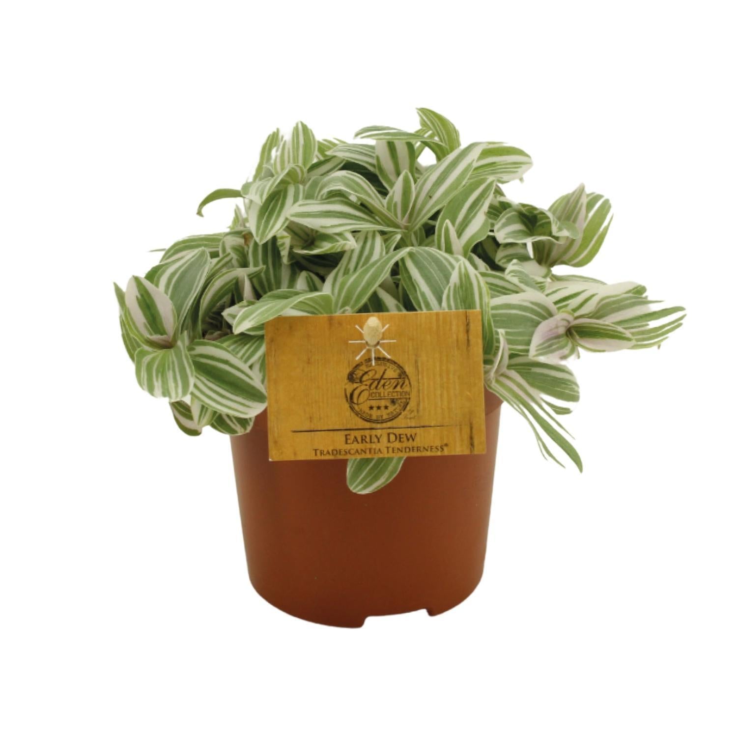 Tradescantia Tederheid 10,5cm - Ø10,5cm - ↕cm