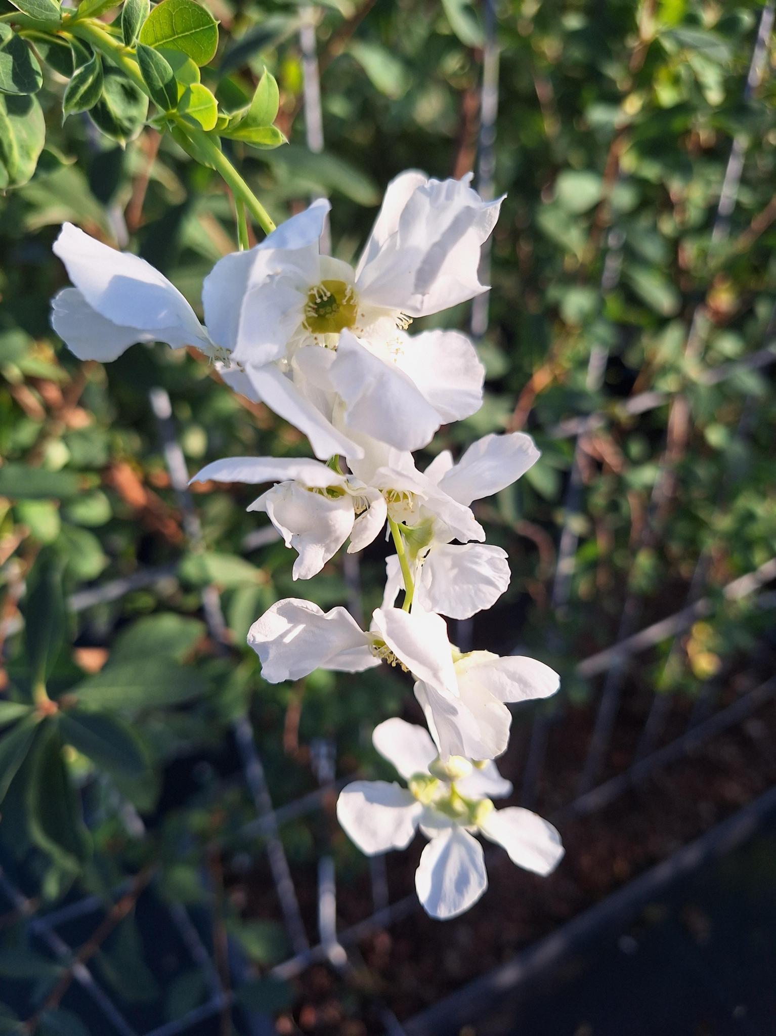 Brautspiere Exochorda 'The Bride' - Perlbusch - Fertighecke - 120 x 180 cm