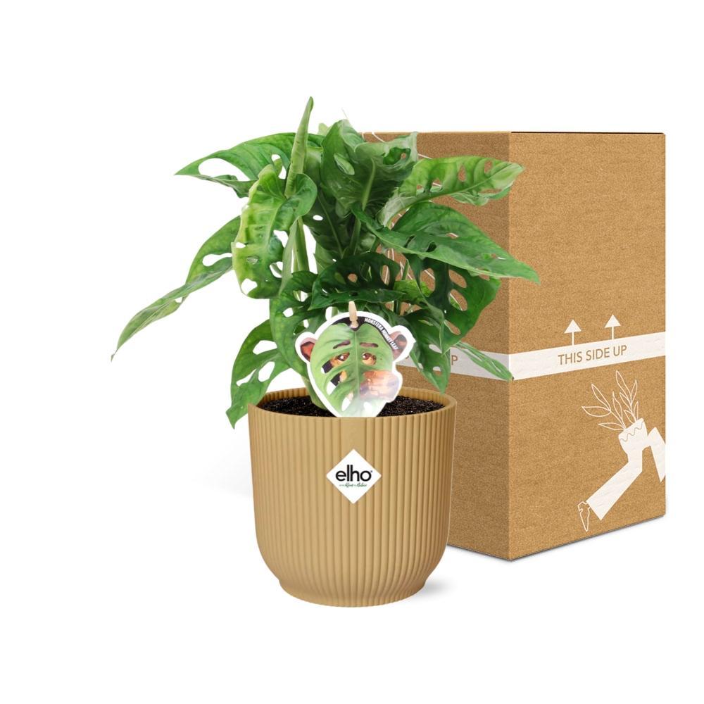 Schiefes Fensterblatt - Monstera ‘Monkey Leaf’ in ELHO Vibes Fold 14cm geel Topf gelb