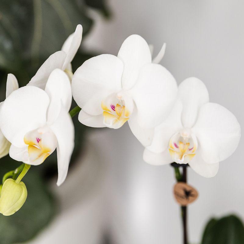 Orchidee  Pflanzenset Fish Türkis | Set mit weißer Phalaenopsis Orchidee Amabilis Ø9cm und grüner Sukkulente Crassula Hobbit Ø6cm | Inklusive türkisfarbener Keramik-Ziertöpfe