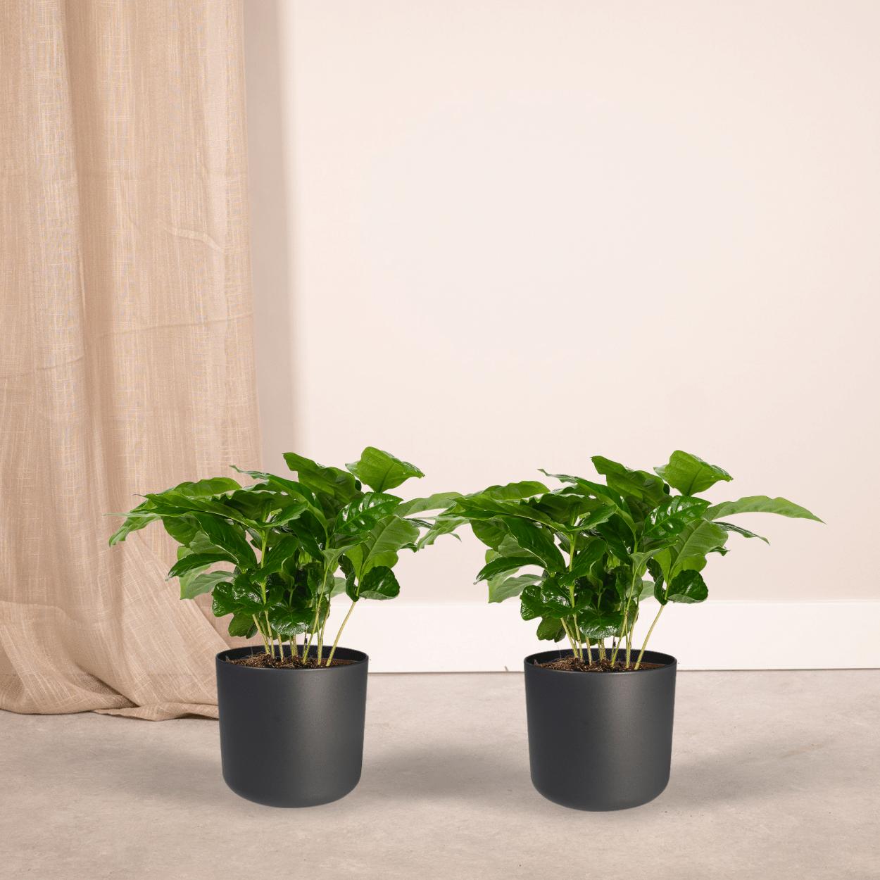 Coffea Arabica (koffieplant) - 2 stuks - Ø12cm - ↕25cm