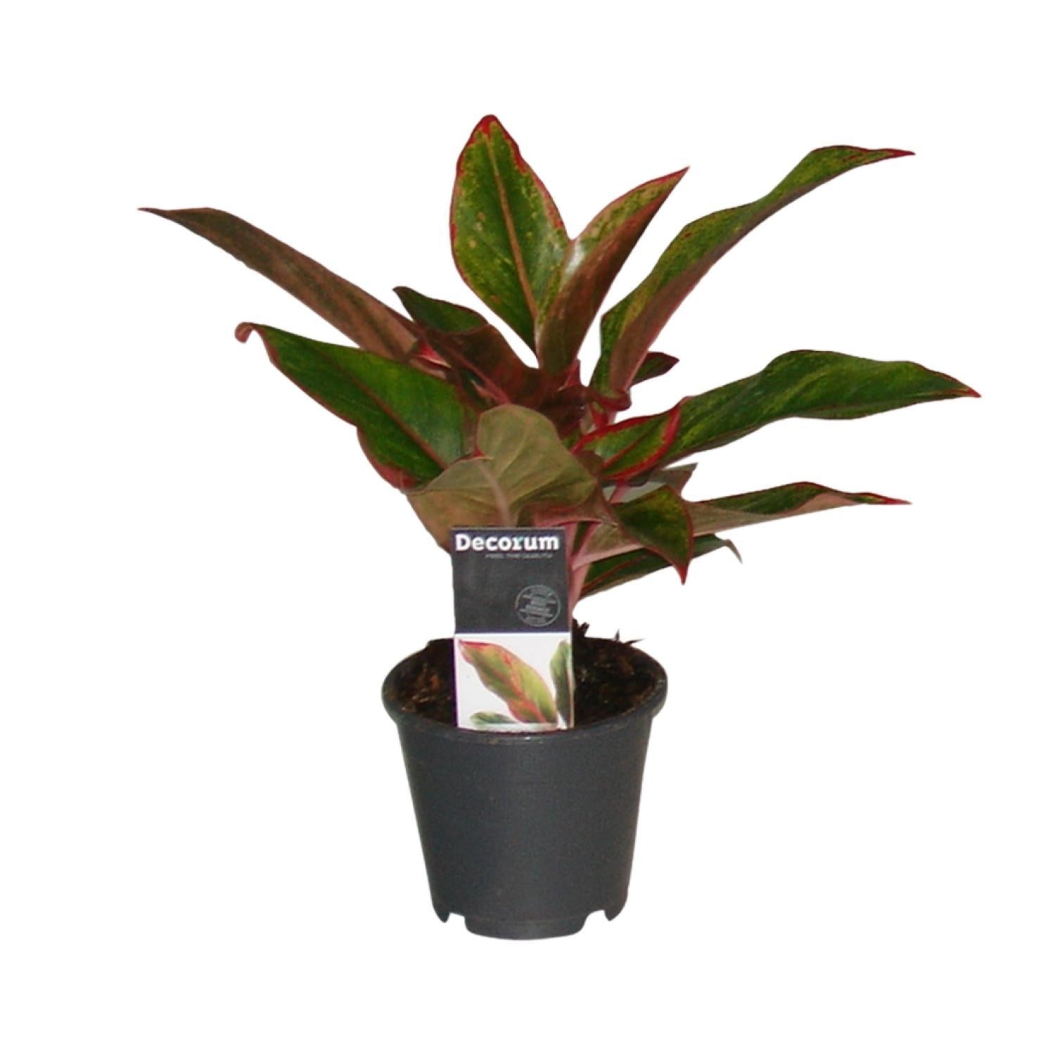 Kolbenfaden - Aglaonema Crete - Ø12cm - ↕50cm