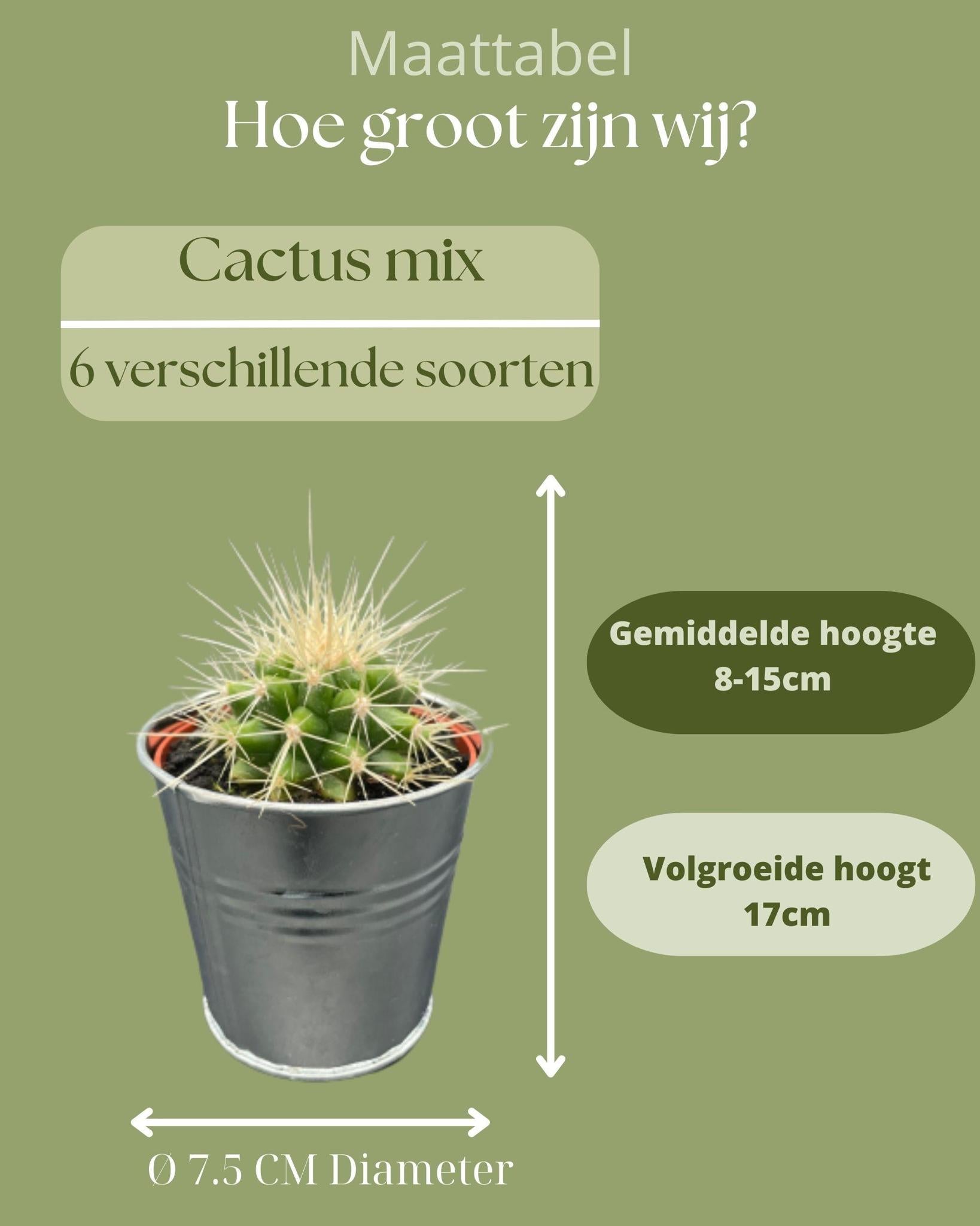 Kaktus Mix - 7.5cmØ - 8-15cm Höhe-im Zinktopf    6 Stück
