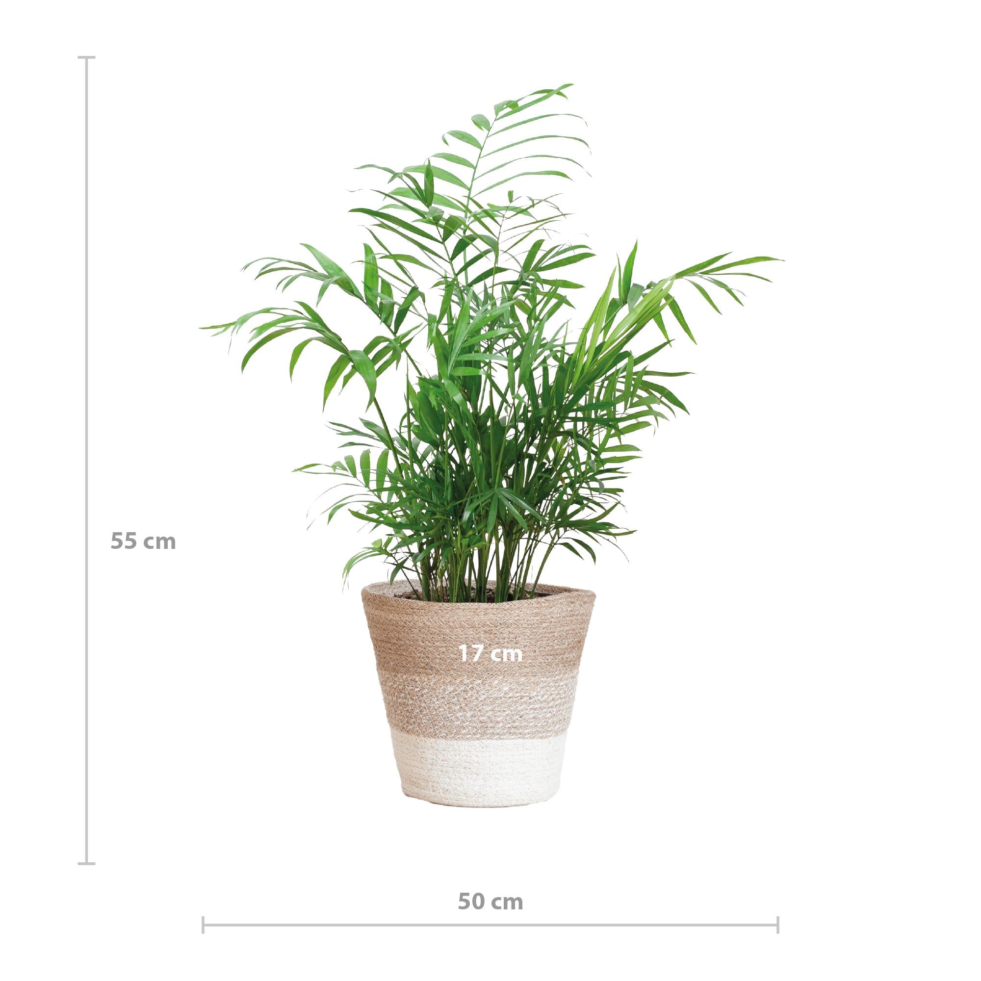 Mexikanische Bergpalme - Chamadorea Elegans mit Korb Lissabon weiß - 55cm - Ø17