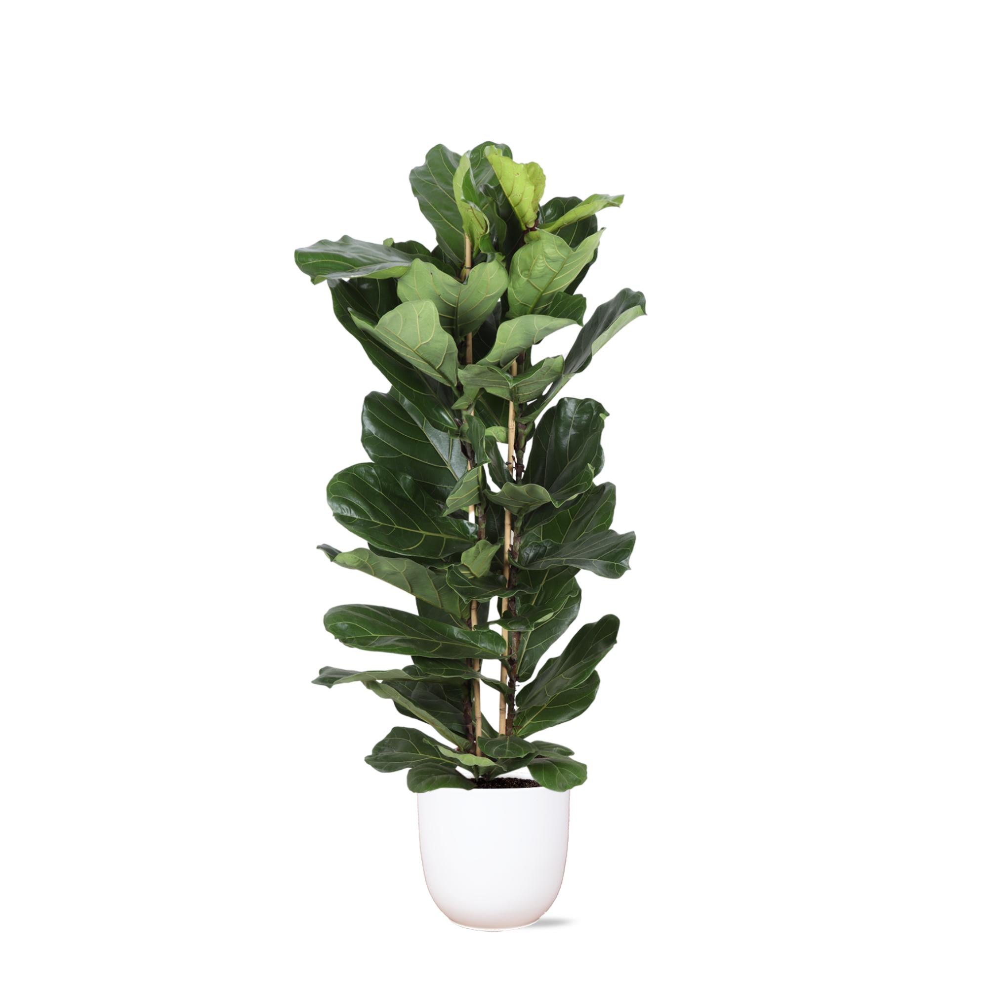 Geigenfeige - Ficus Lyrata Ø27cm ↕140cm in Boule Weisser Topf