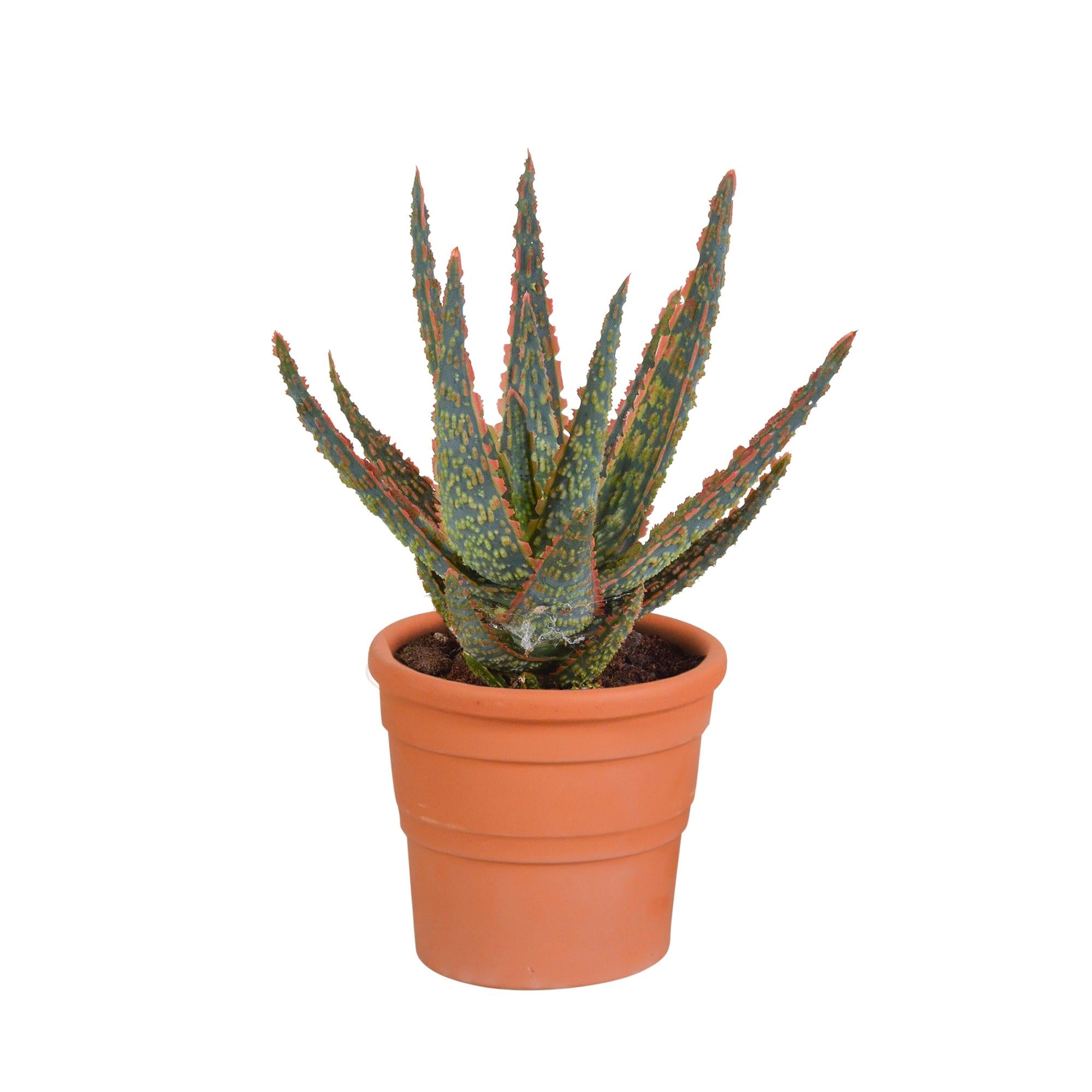 Aloe  Zebrina Dannyz 10,5cm - in terracotta Topf