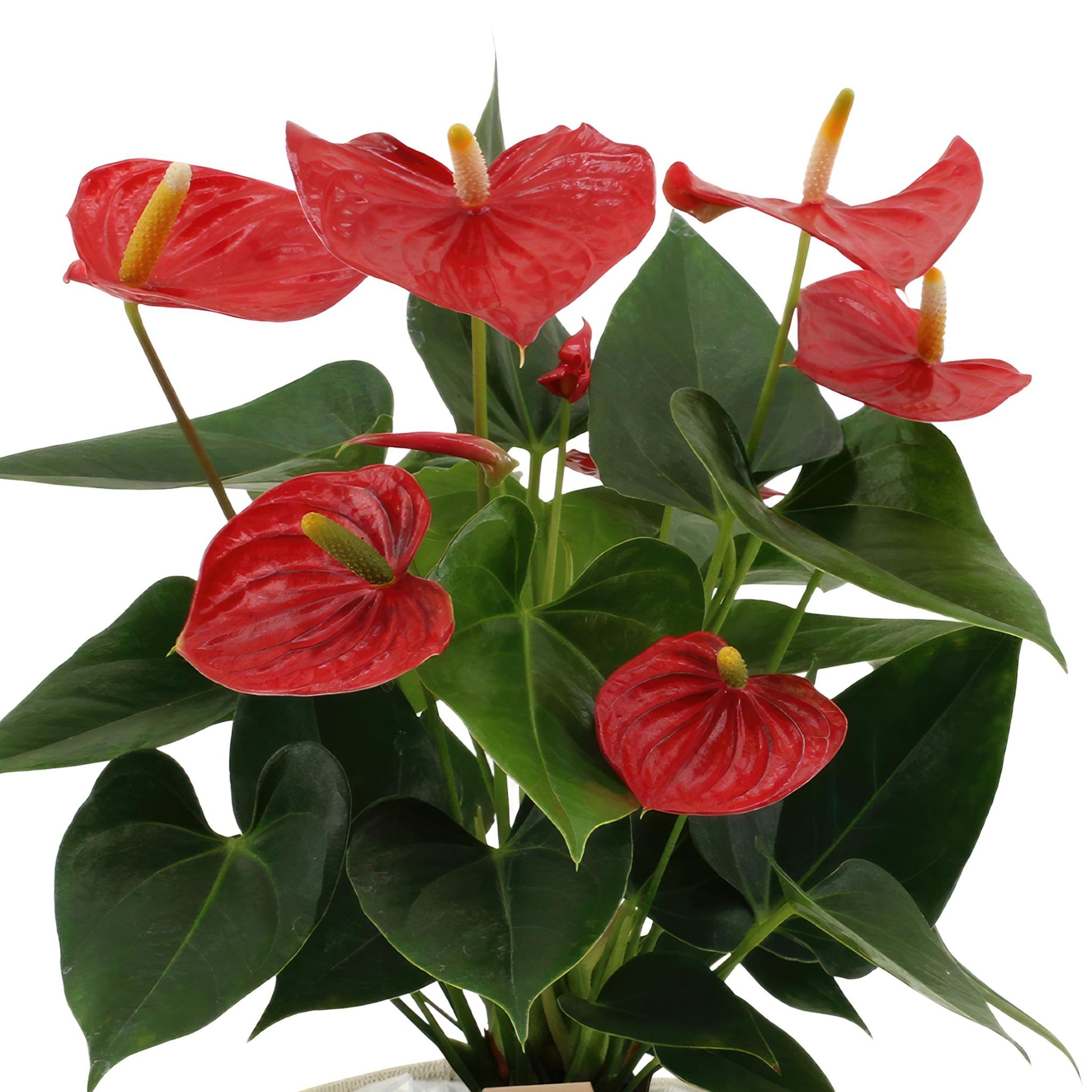 Anthurium andreanum Esudo incl. PURE Korb - 45cm - Ø12