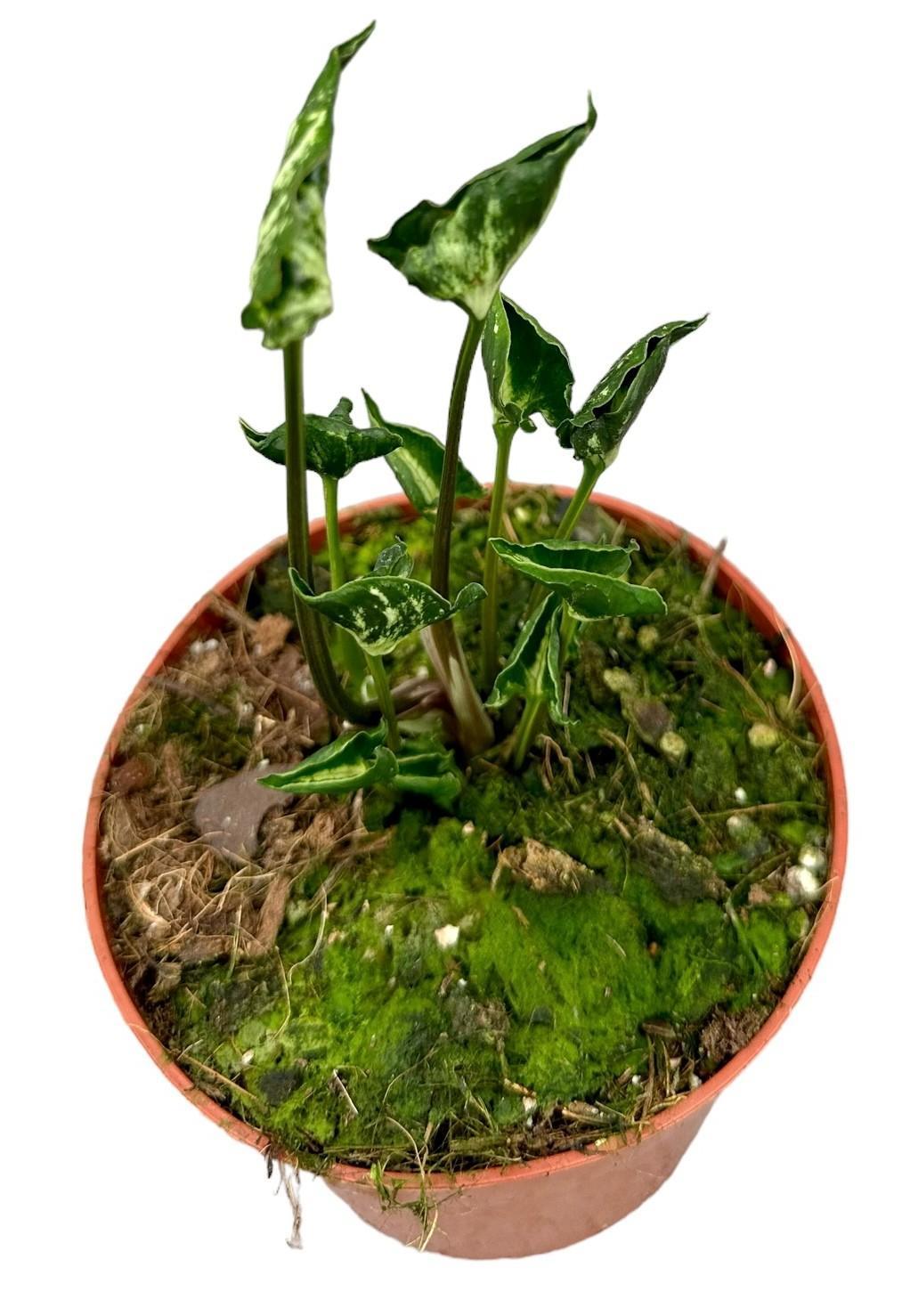 Purpurtute - Syngonium Godzilla - Ø10,5cm - ↕15cm