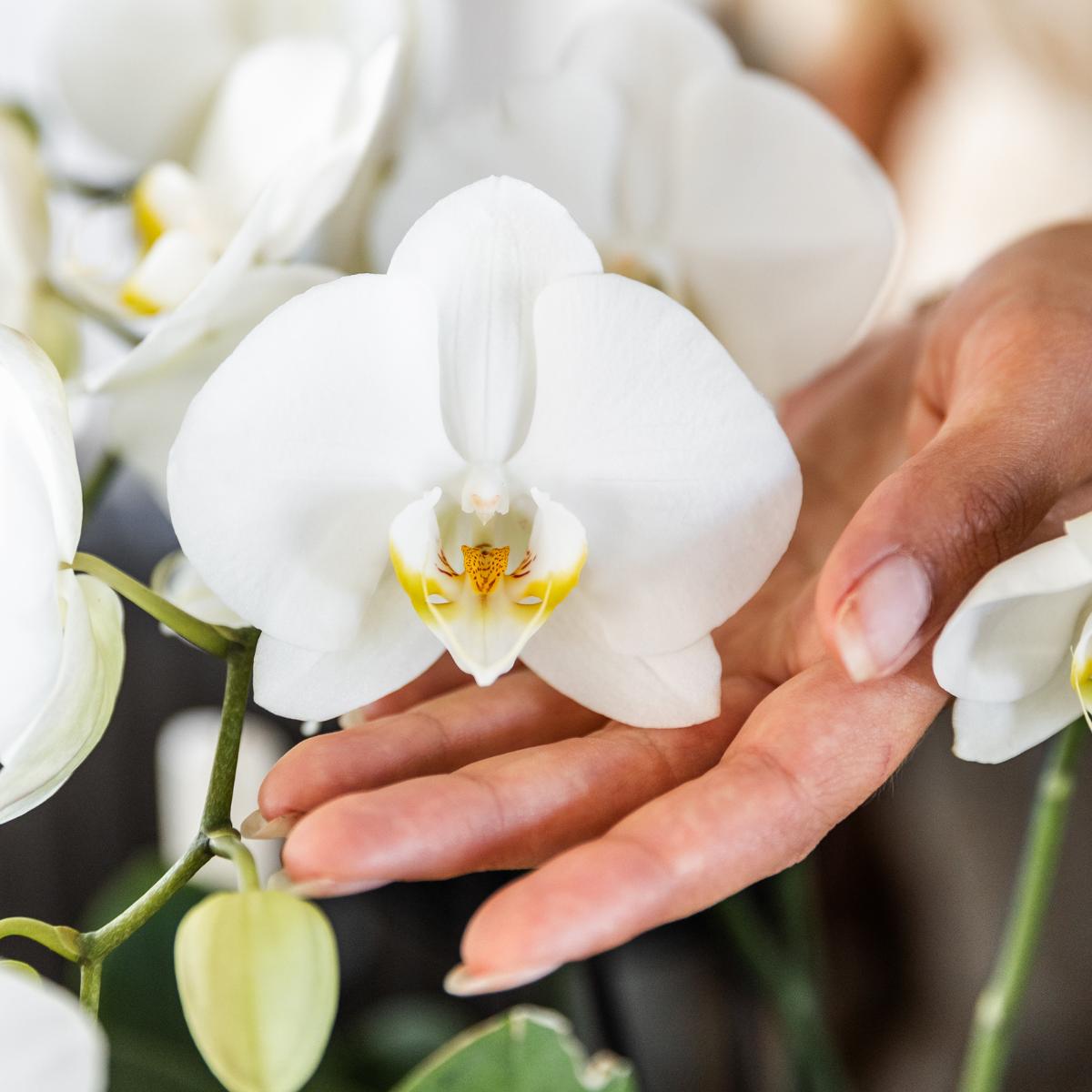 Hummingbird Orchids I COMBI DEAL van 2 witte Phalaenopsis orchideeën - potmaat Ø12cm | bloeiende kamerplant - vers van de veredelaar