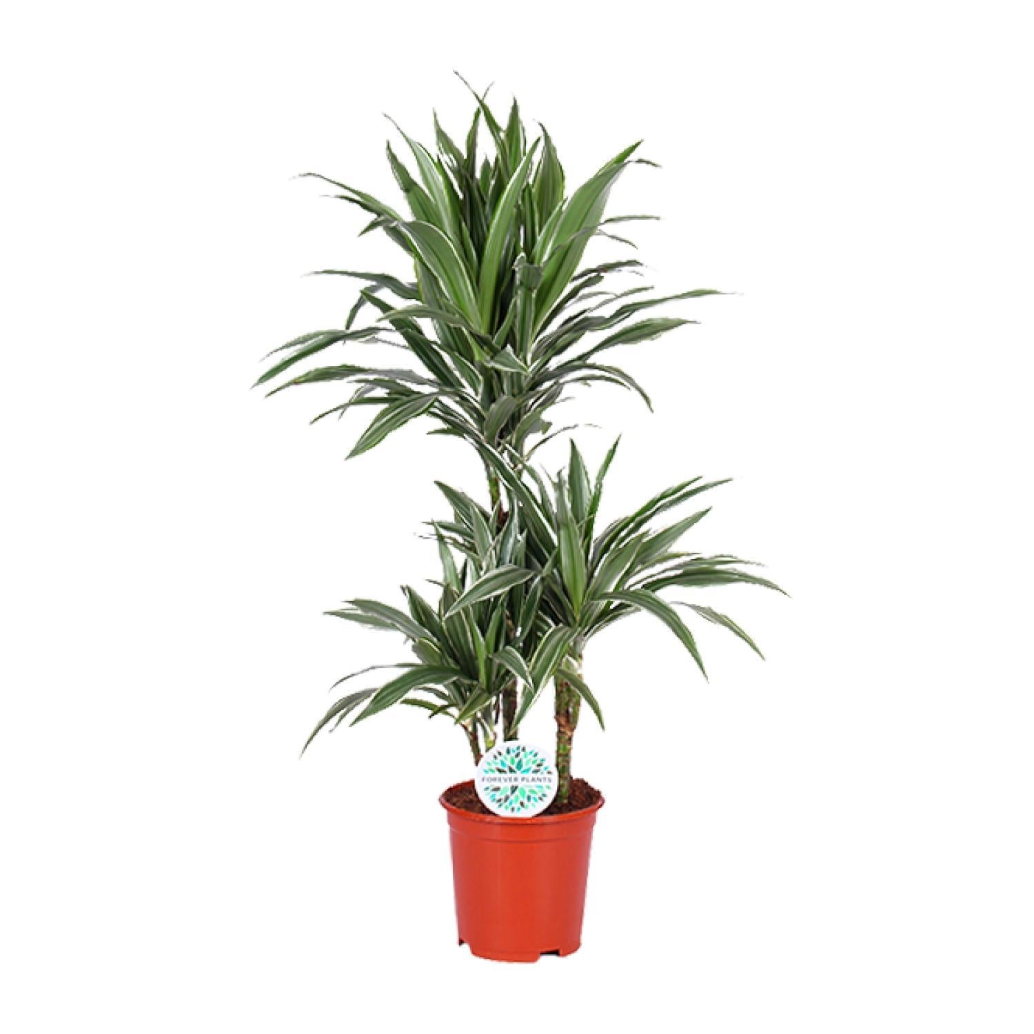 Drachenbaum Warneckei - Dracaena Warneckei - Ø21cm - ↕90cm