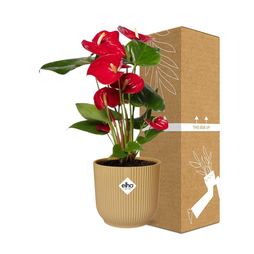 Anthurie - Anthurium Red 12cm in ELHO Vibes Fold 14cm Topf gelb