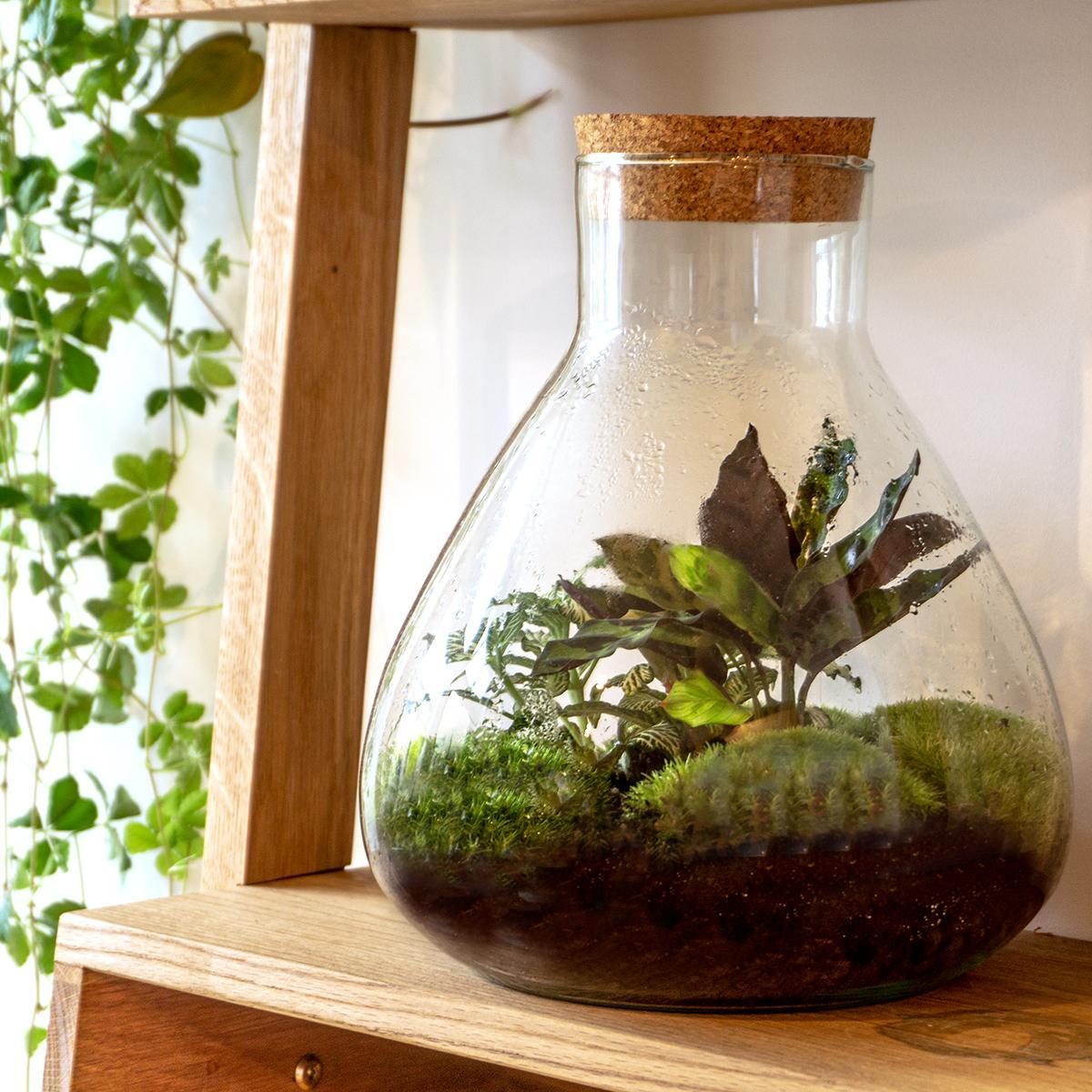 DIY-terrarium – Sammie – ↕ 27 cm