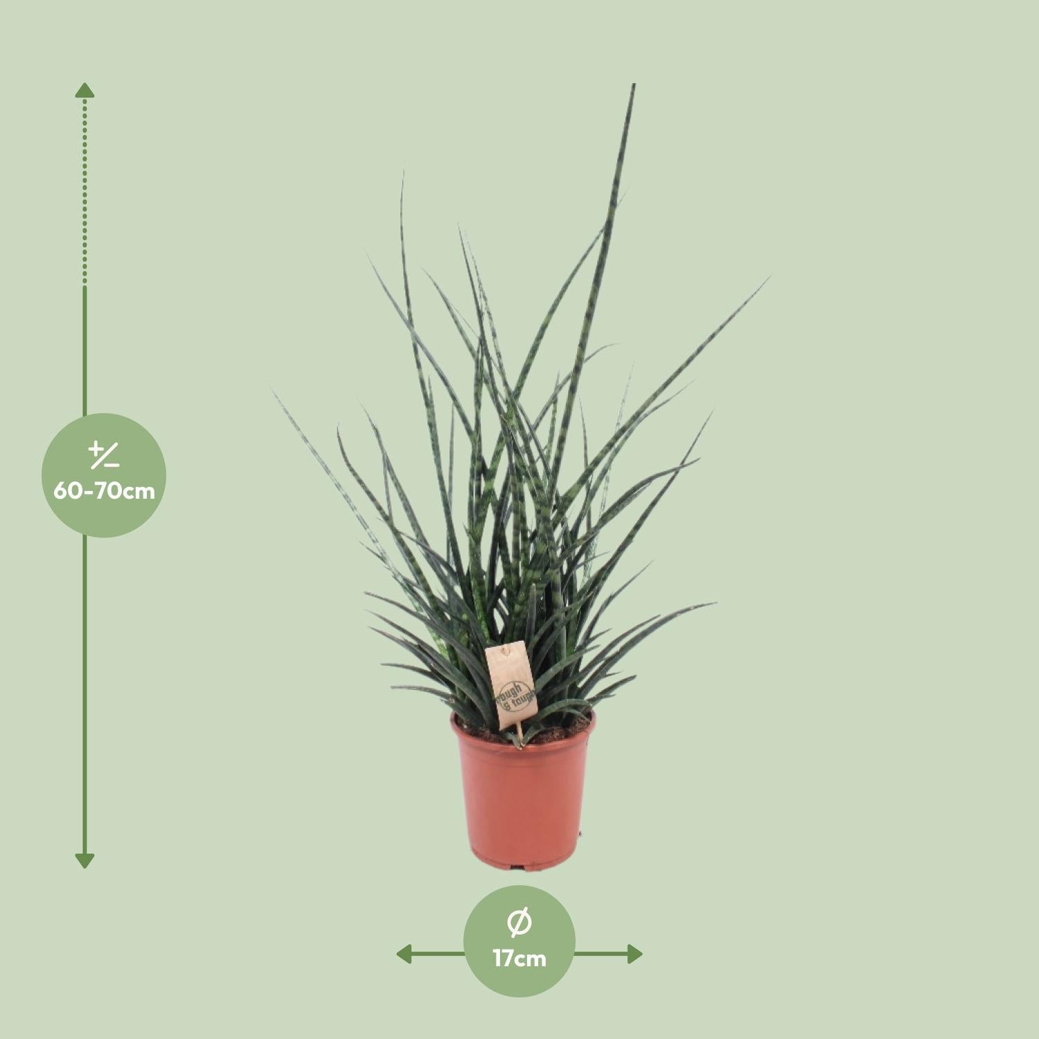 Schwiegermutterzunge - Sansevieria Fernwood Punk - Ø17cm - ↕65cm