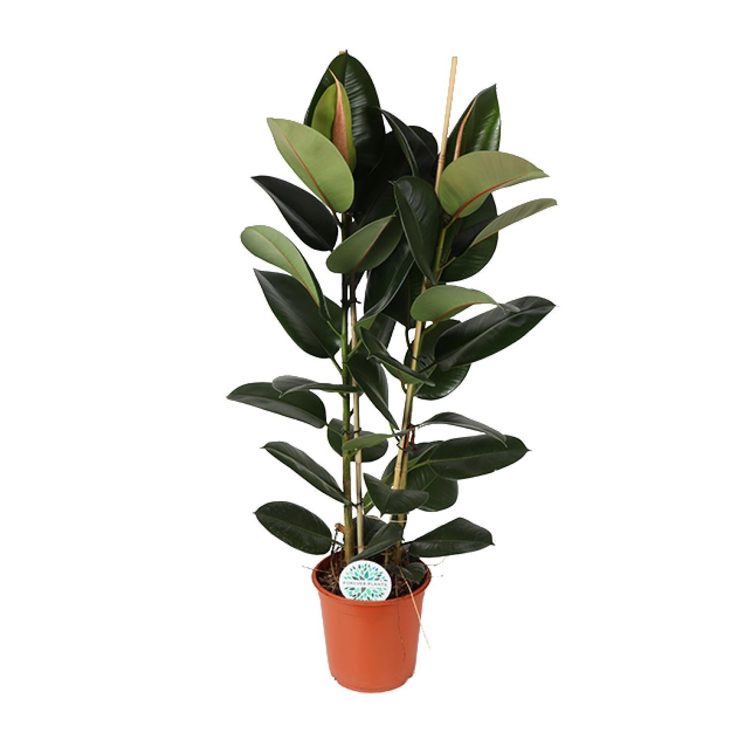 Gummibaum Ficus Elastica Robusta - Ø24cm - ↕110cm