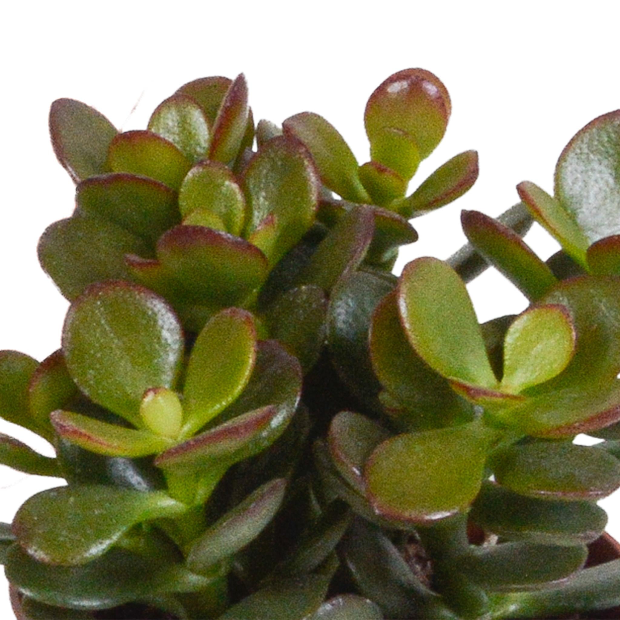 Gummibaum Mix - Crassula-Mix - Geldbaum, Jadepflanze  3 Stück