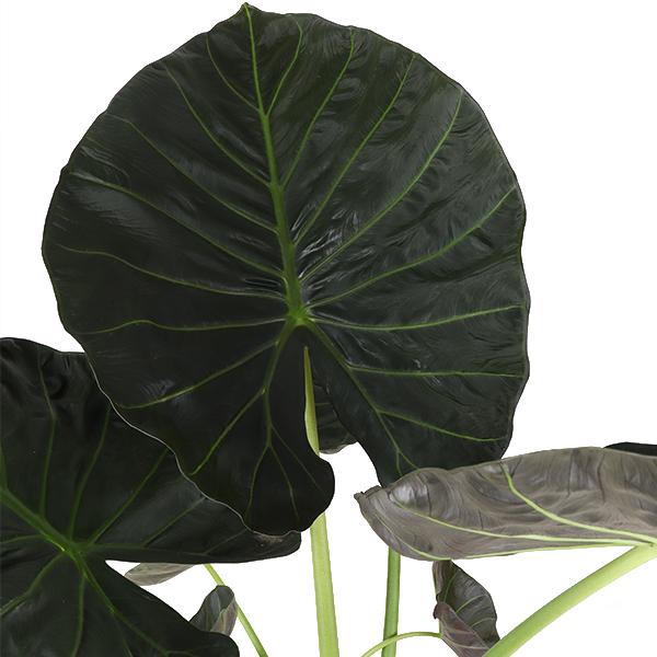 Elefantenohr - Alocasia Regal Shield Ø24cm - ↕110cm in Boule Topf olive